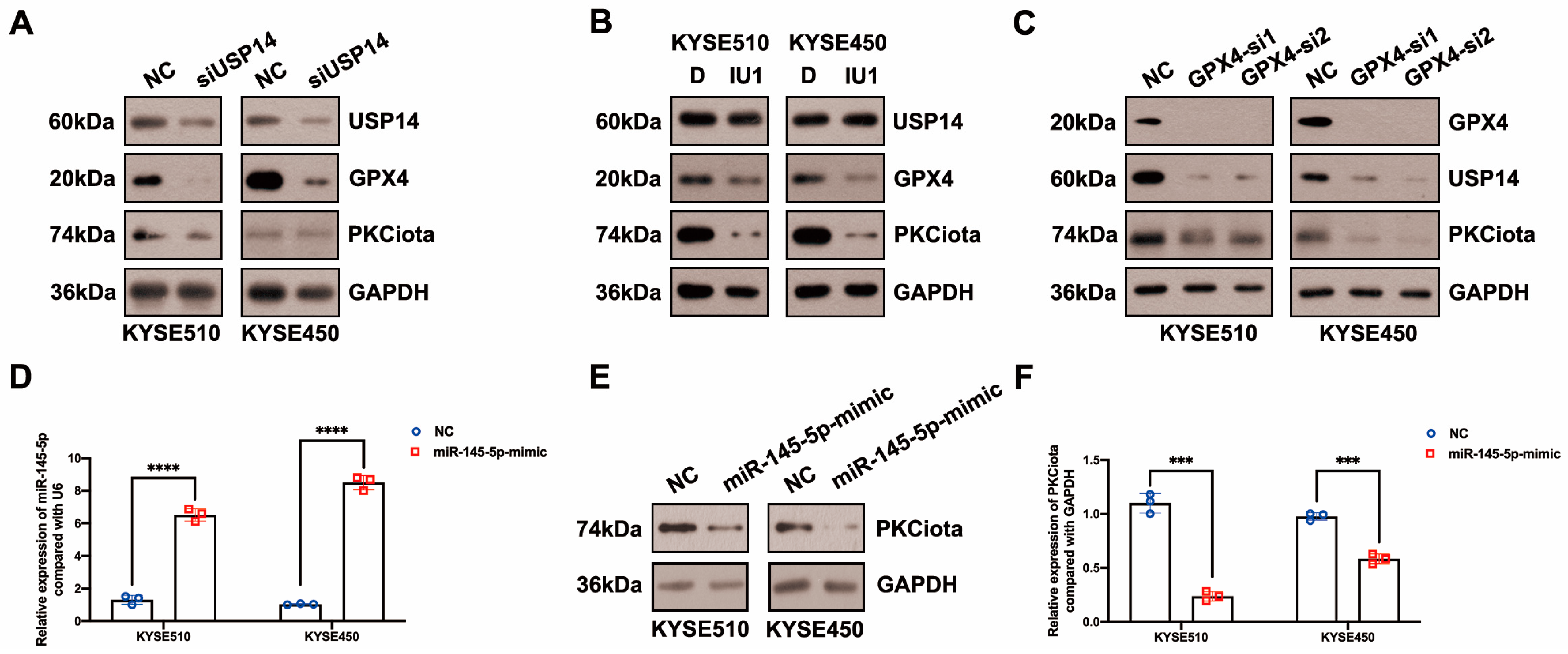 Antioxidants 13 00114 g004a