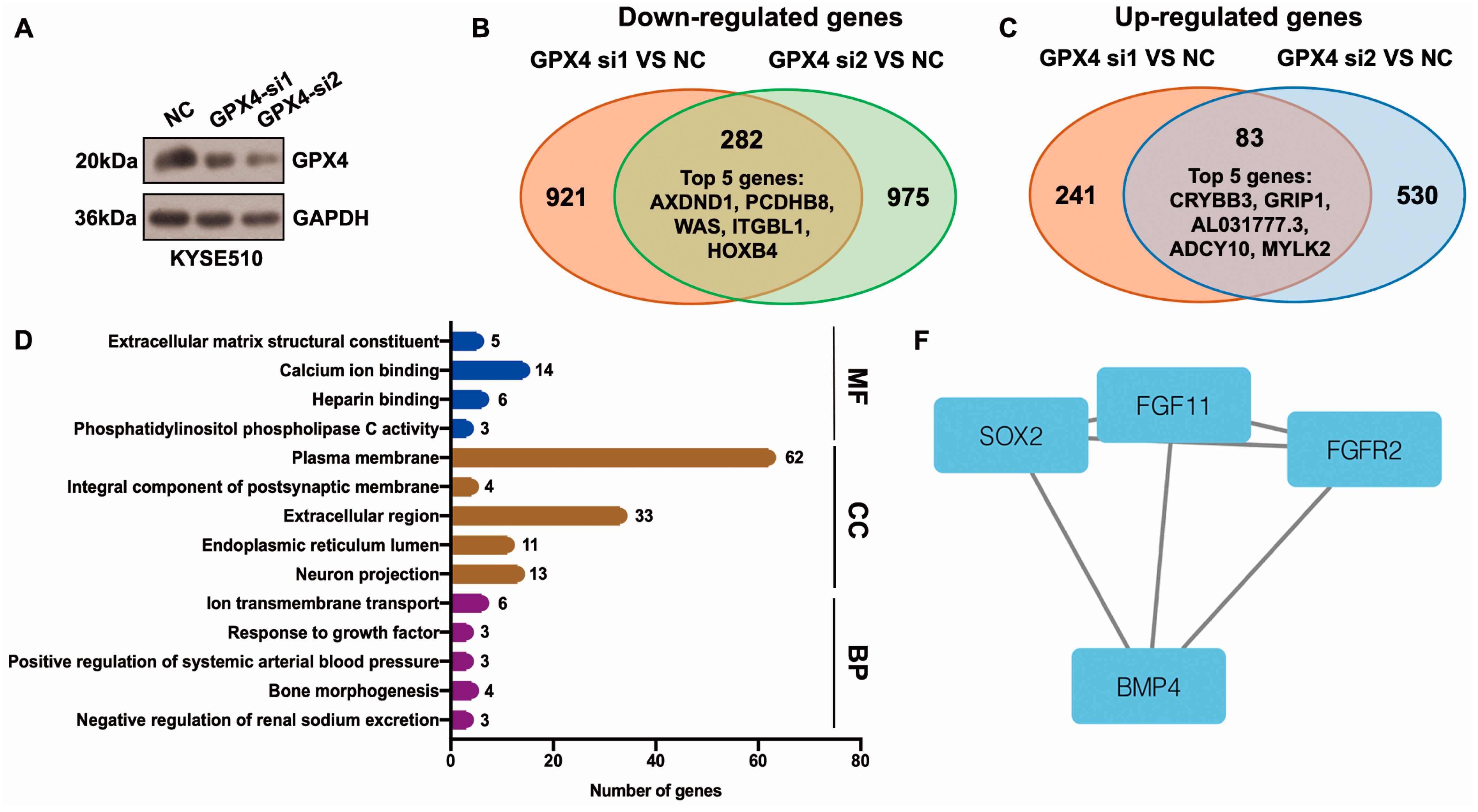 Antioxidants 13 00114 g005a