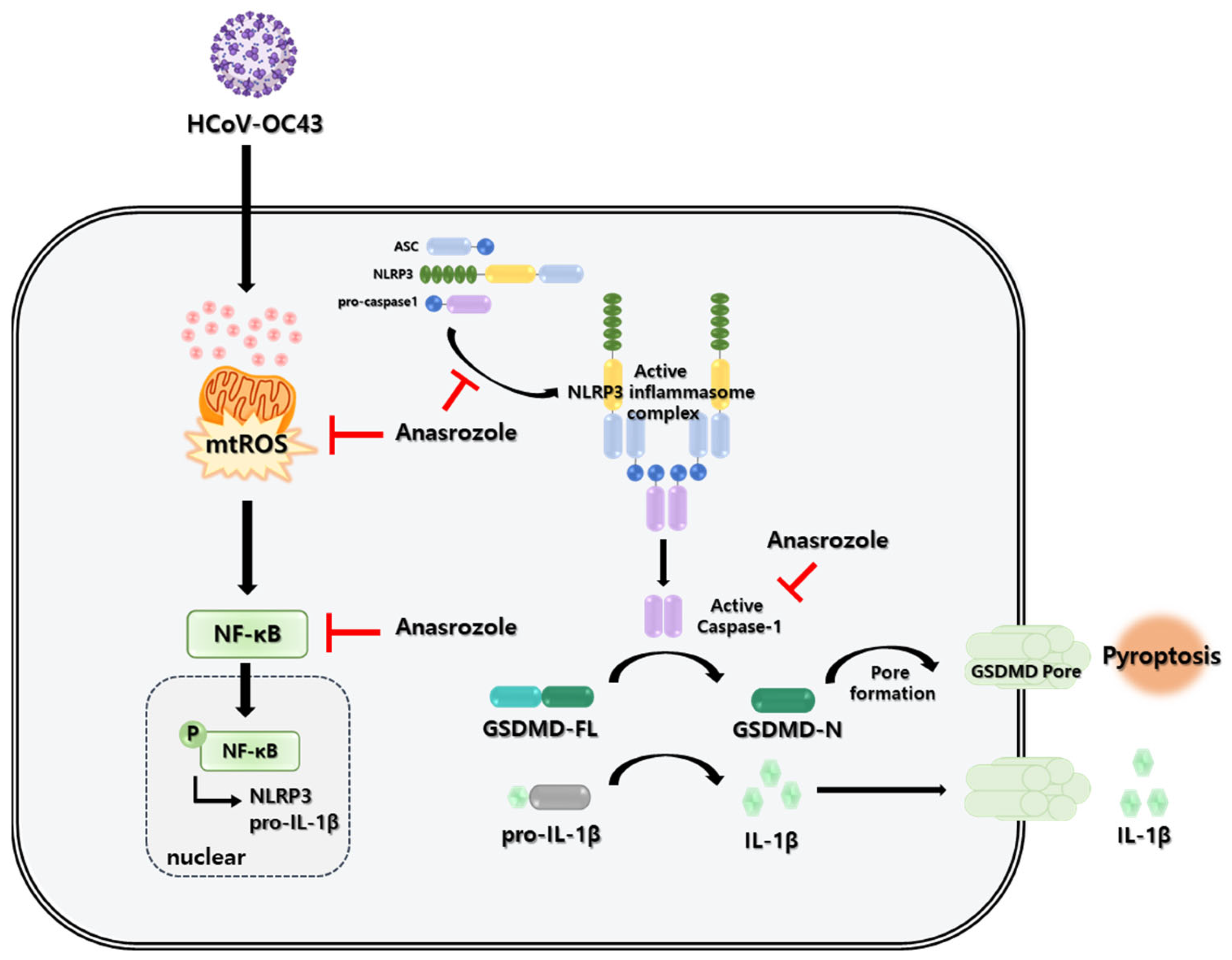 Antioxidants 13 00116 g005