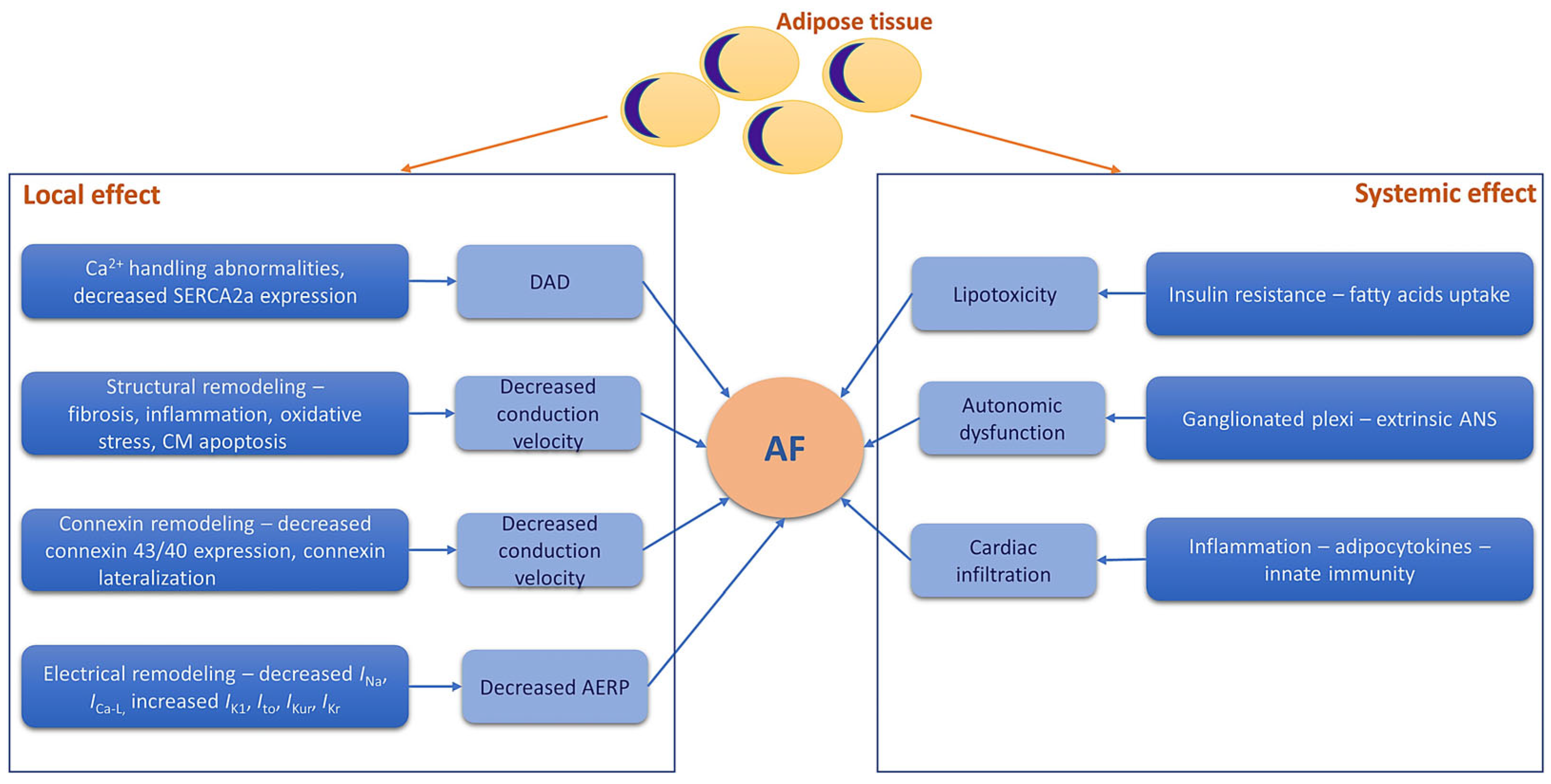 Oxidative Stress, Inflammation, and Mitochondrial