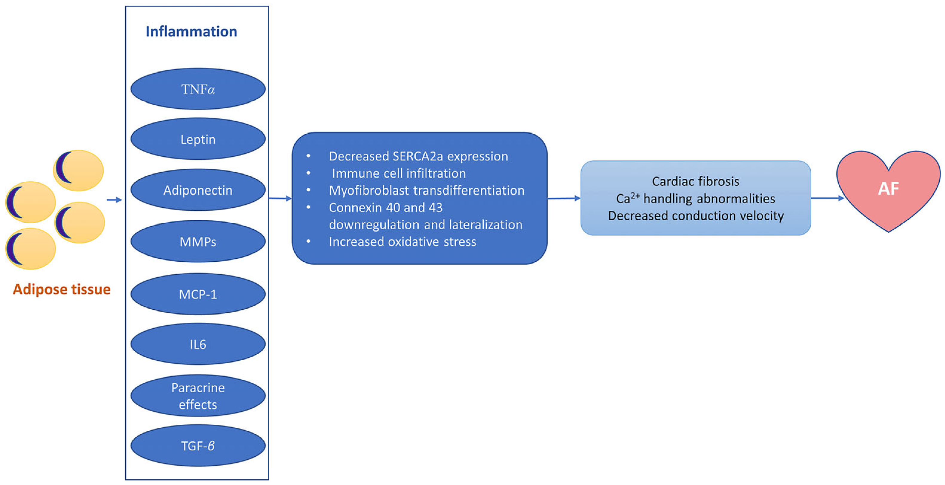 Antioxidants 13 00117 g003