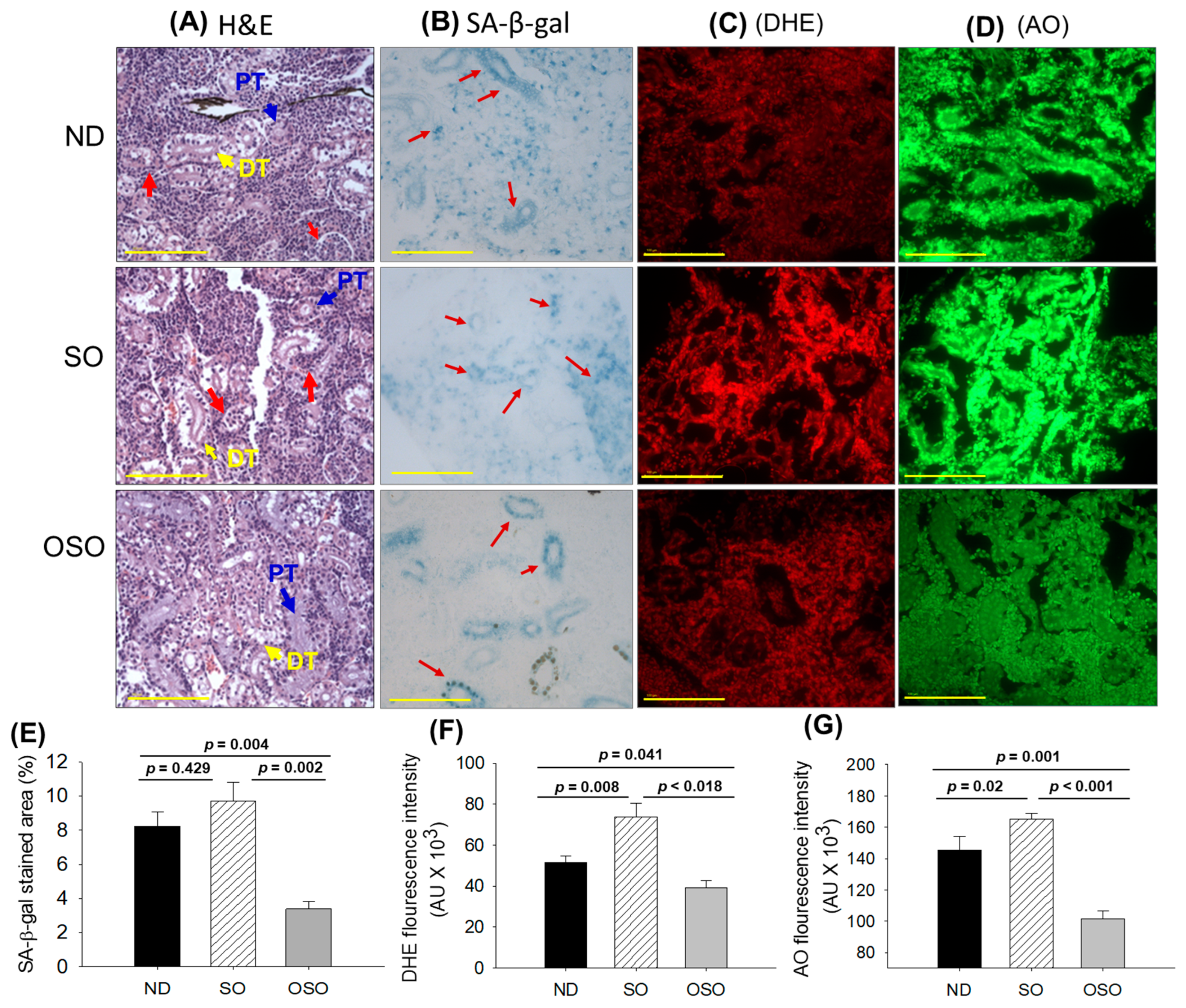 Antioxidants 13 00123 g007