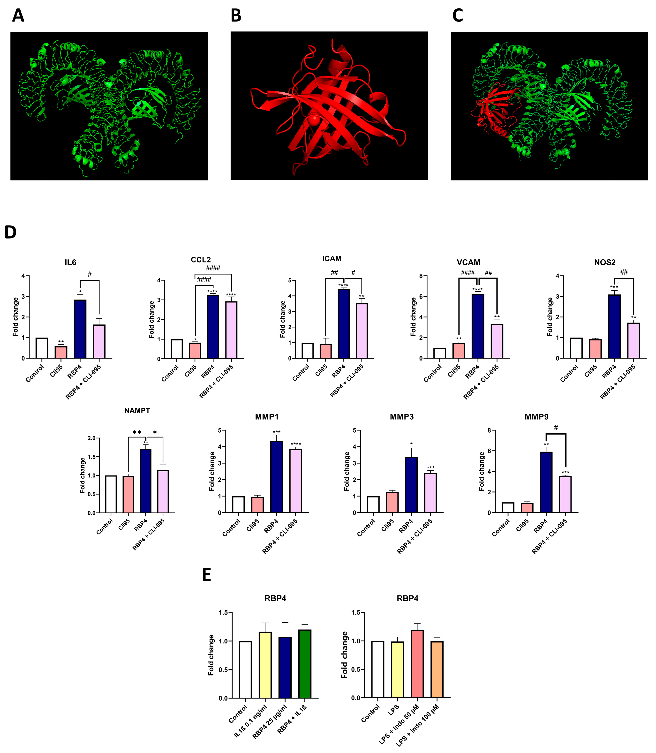 The Hepatokine RBP4 Links Metabolic Diseases to Articular