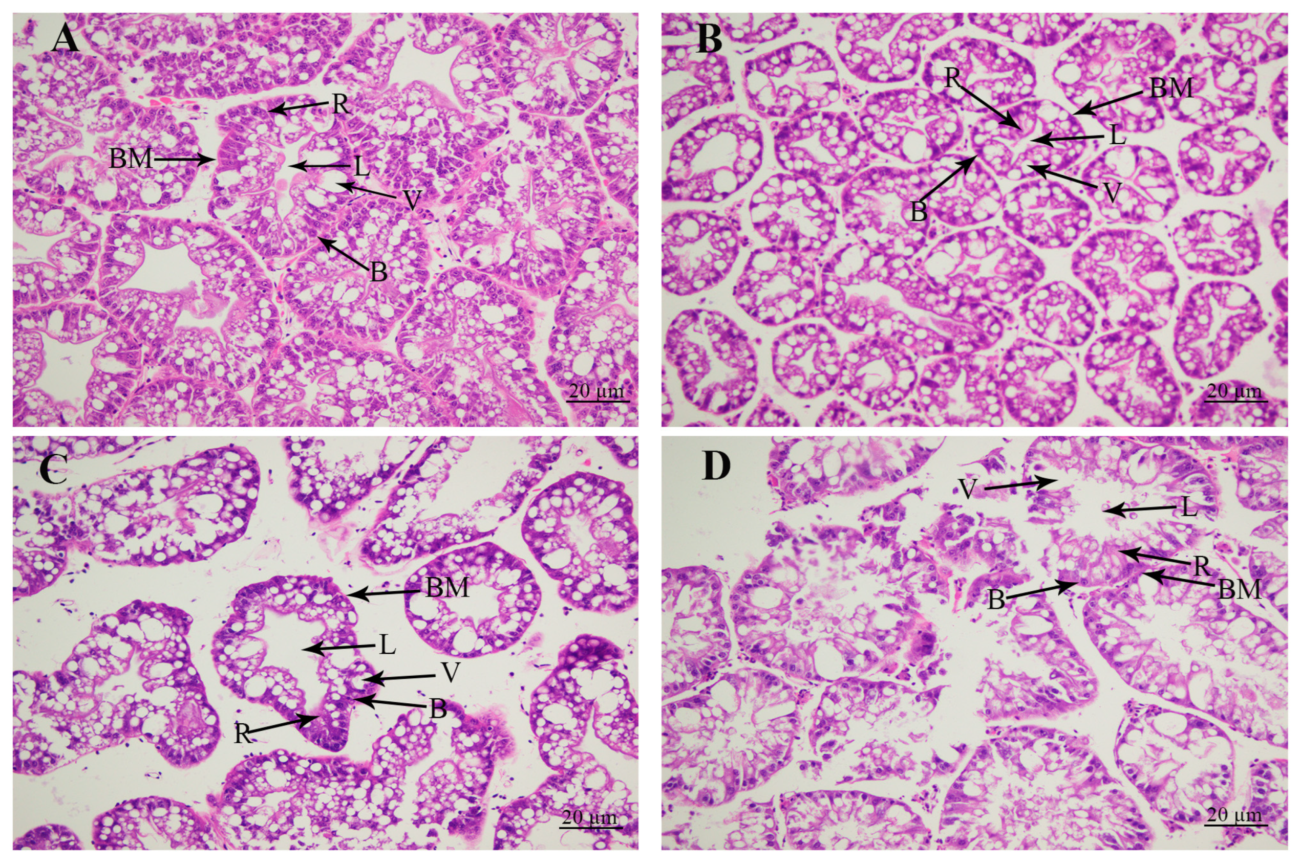 Antioxidants 13 00129 g002
