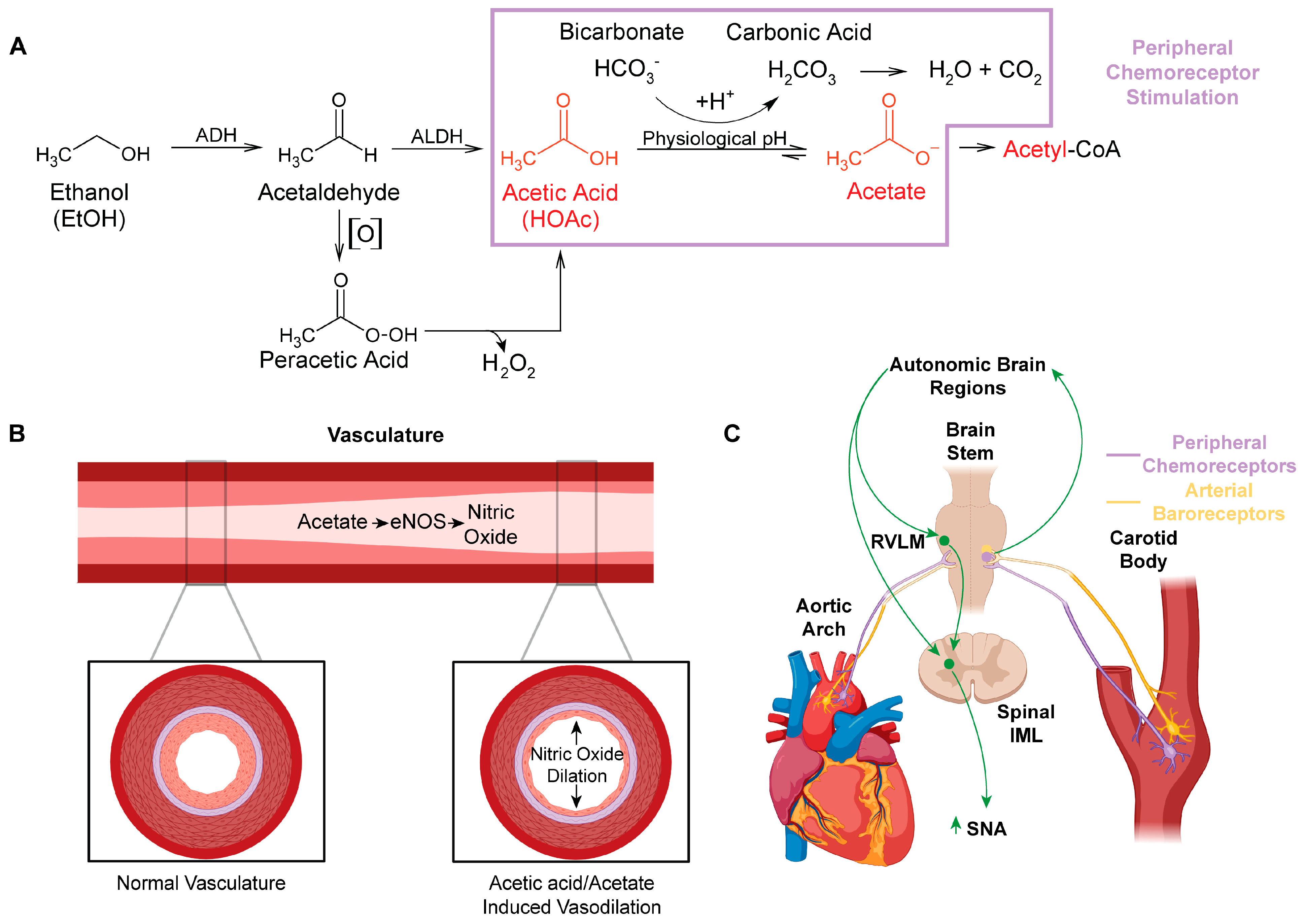 Antioxidants 13 00139 g001