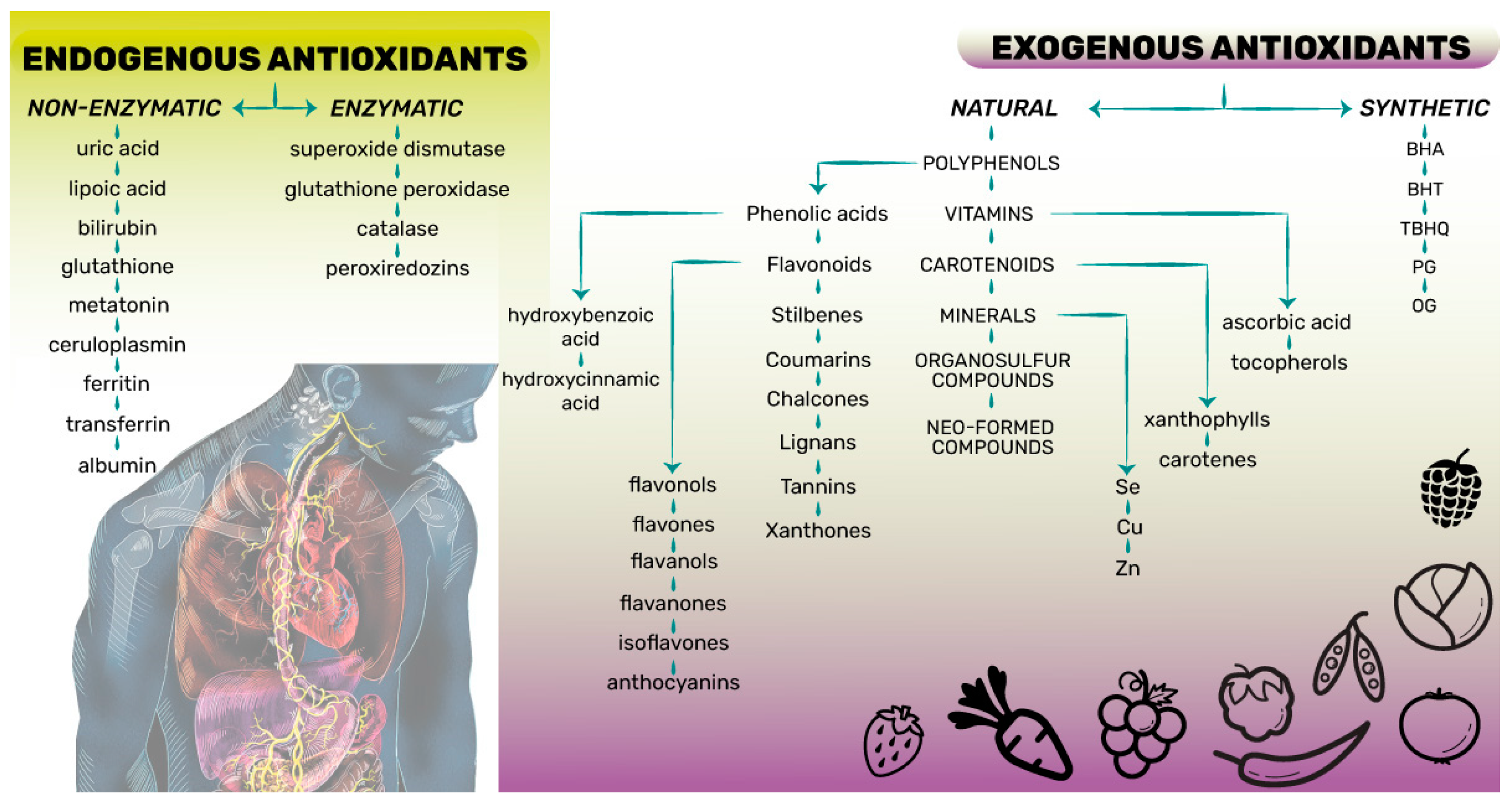 Antioxidants 13 00142 g001