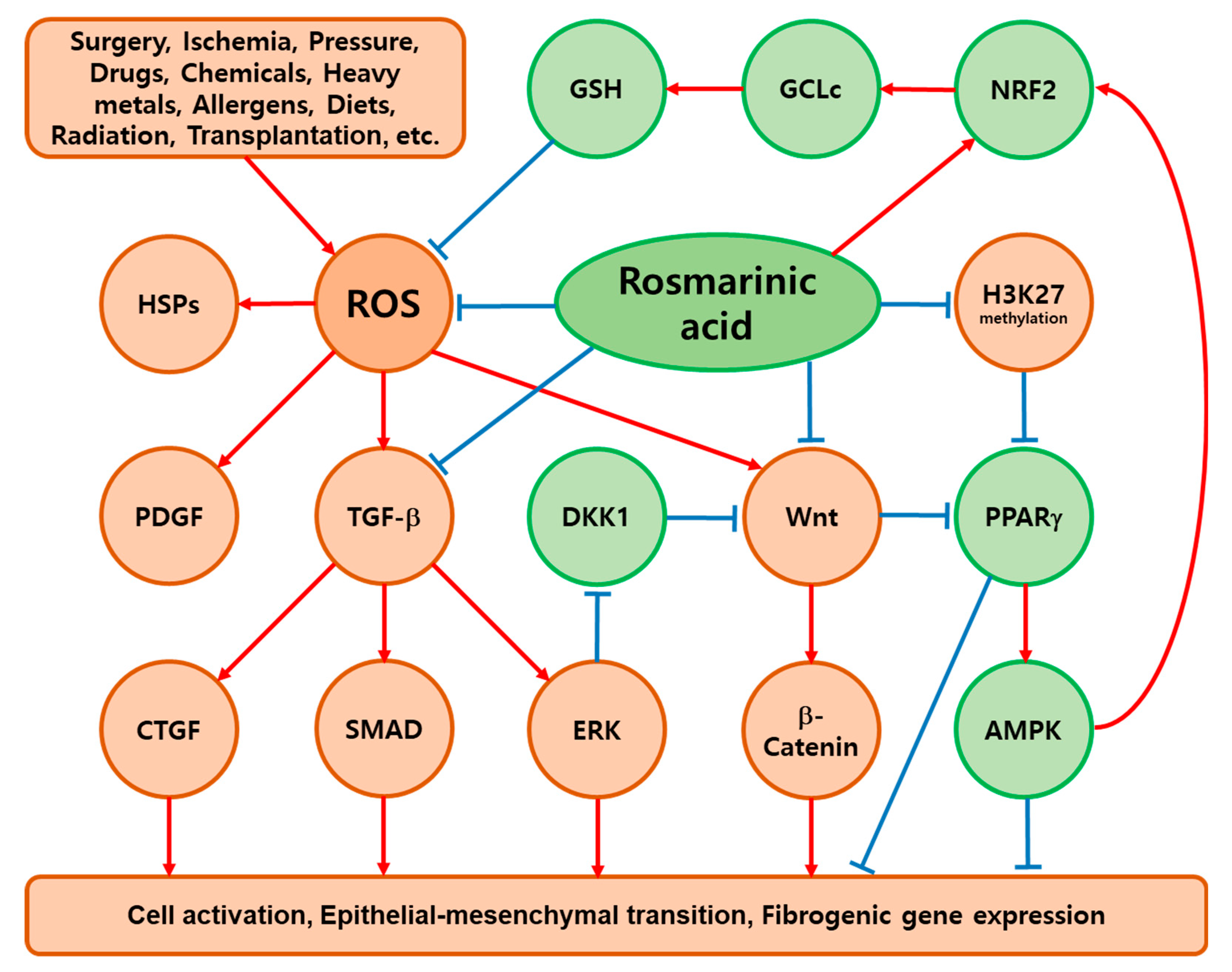 Antioxidants 13 00146 g003