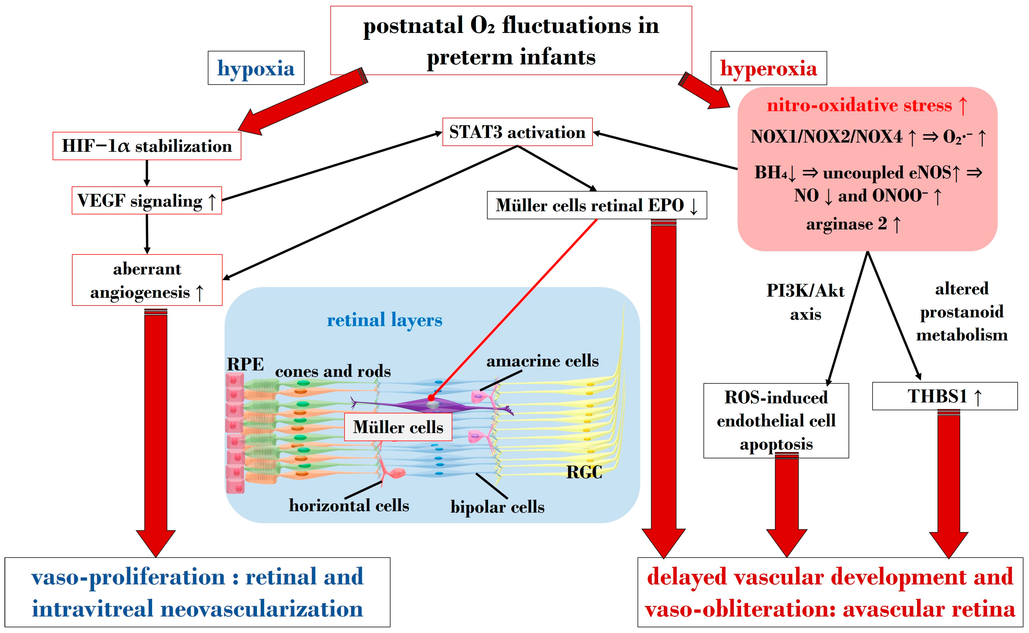 Antioxidants 13 00148 g003