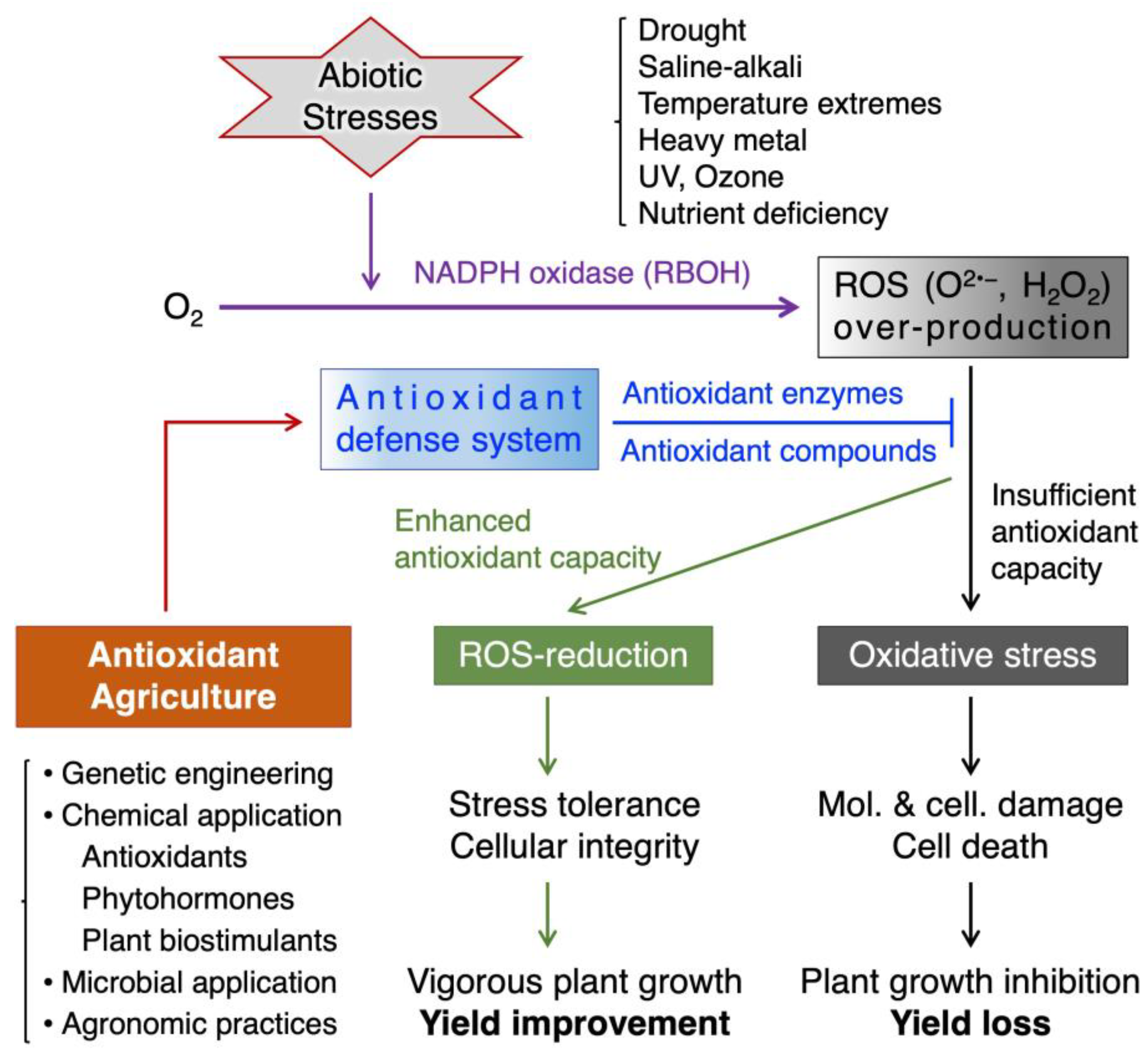 Antioxidants 13 00164 g001 Antioxidants 13 00164 g001