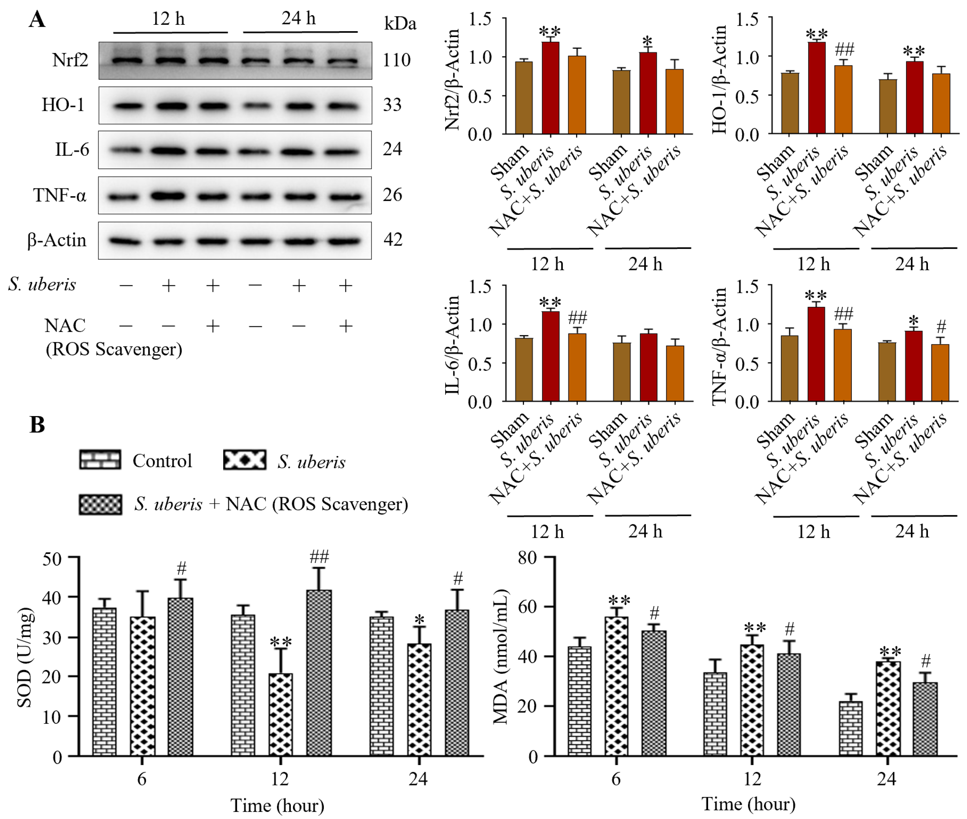 Antioxidants 13 00171 g004