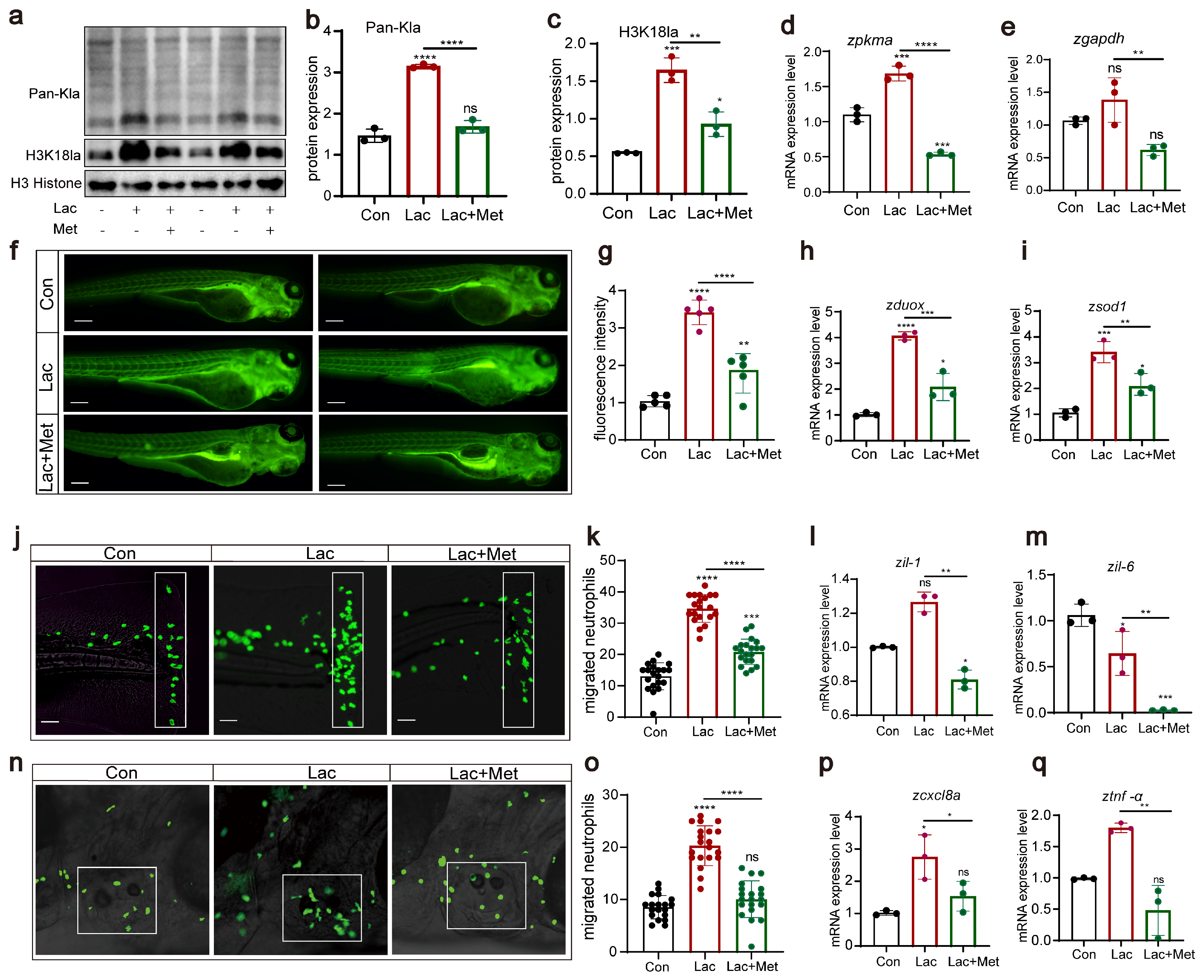Antioxidants 13 00176 g006
