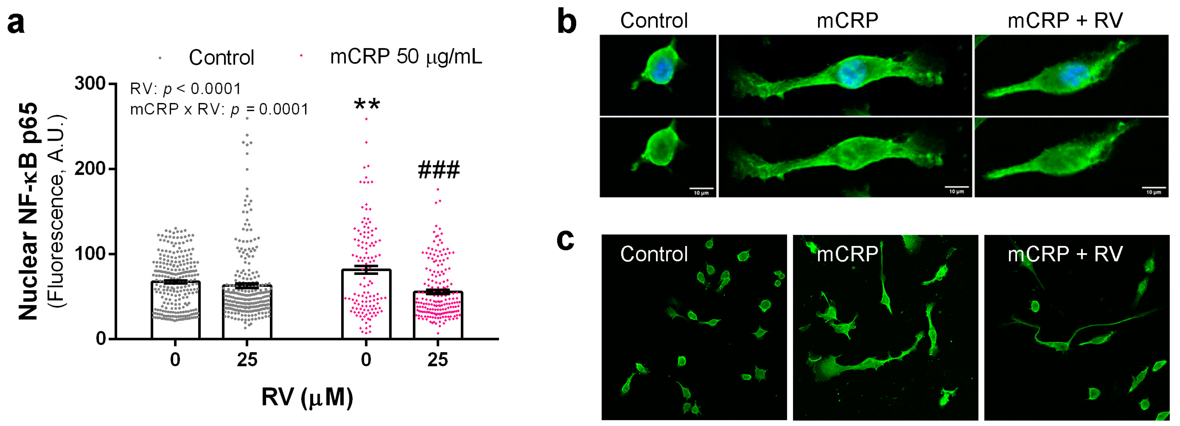 Antioxidants 13 00177 g005