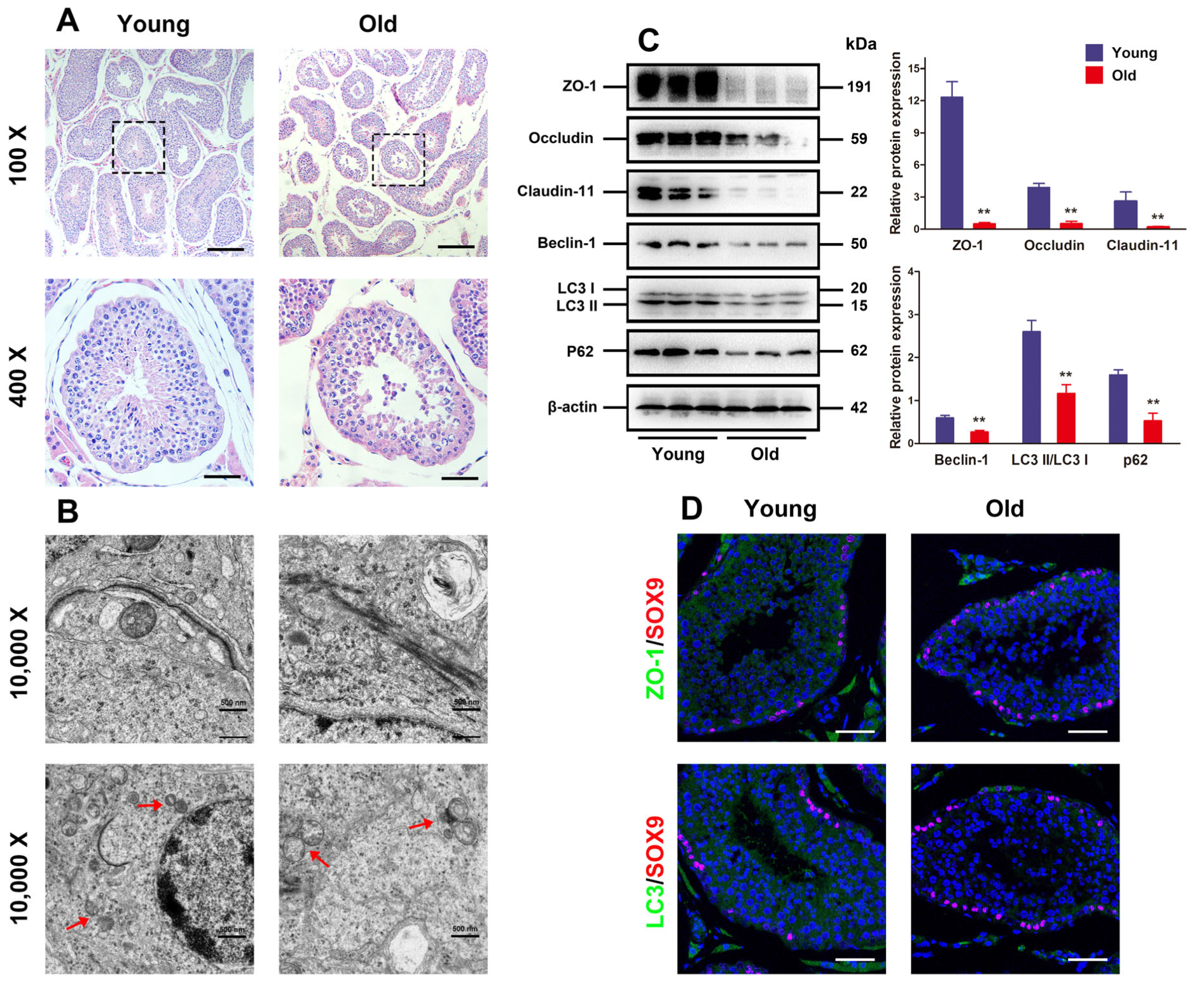 Antioxidants 13 00183 g001