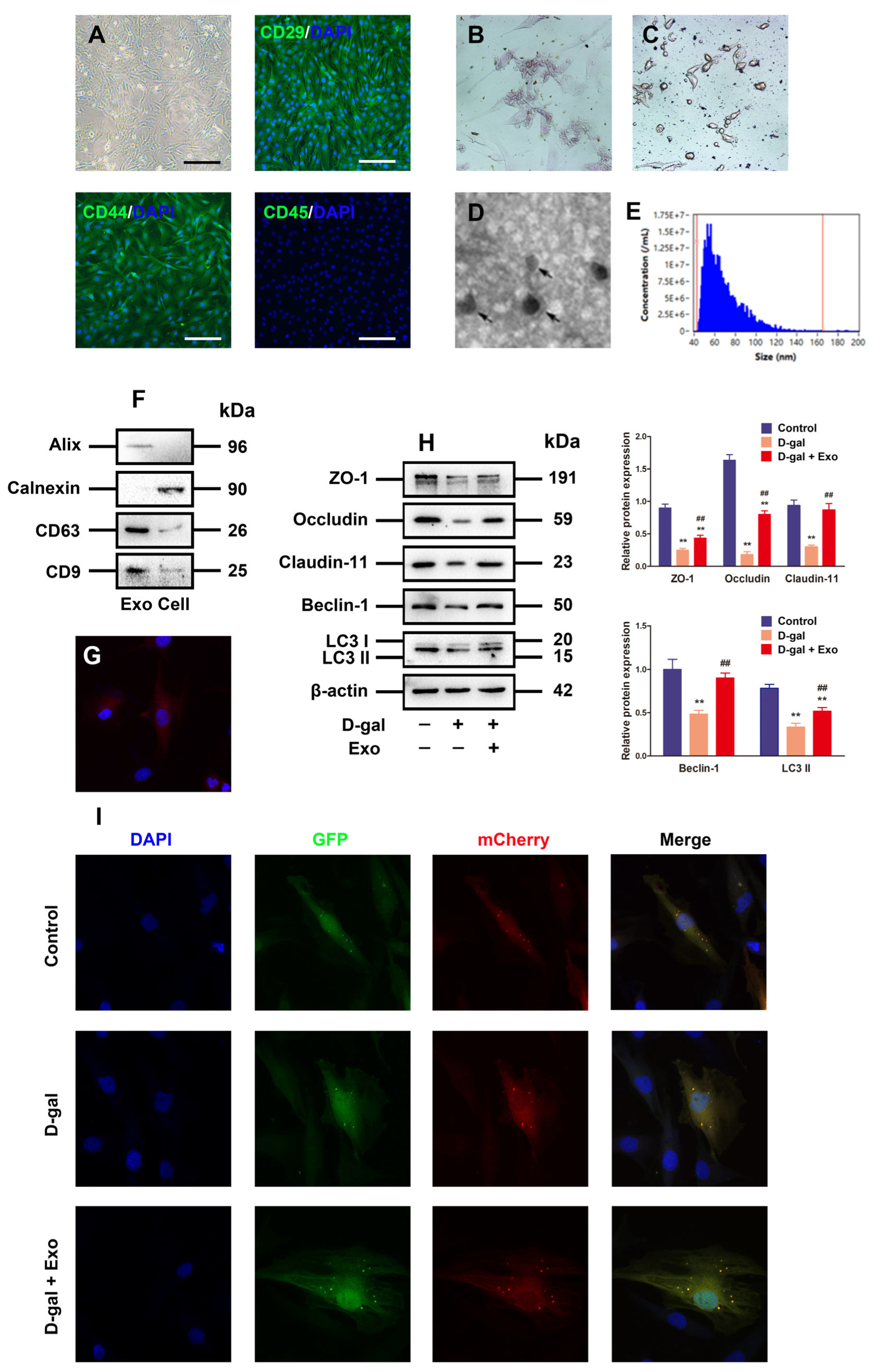 Antioxidants 13 00183 g003