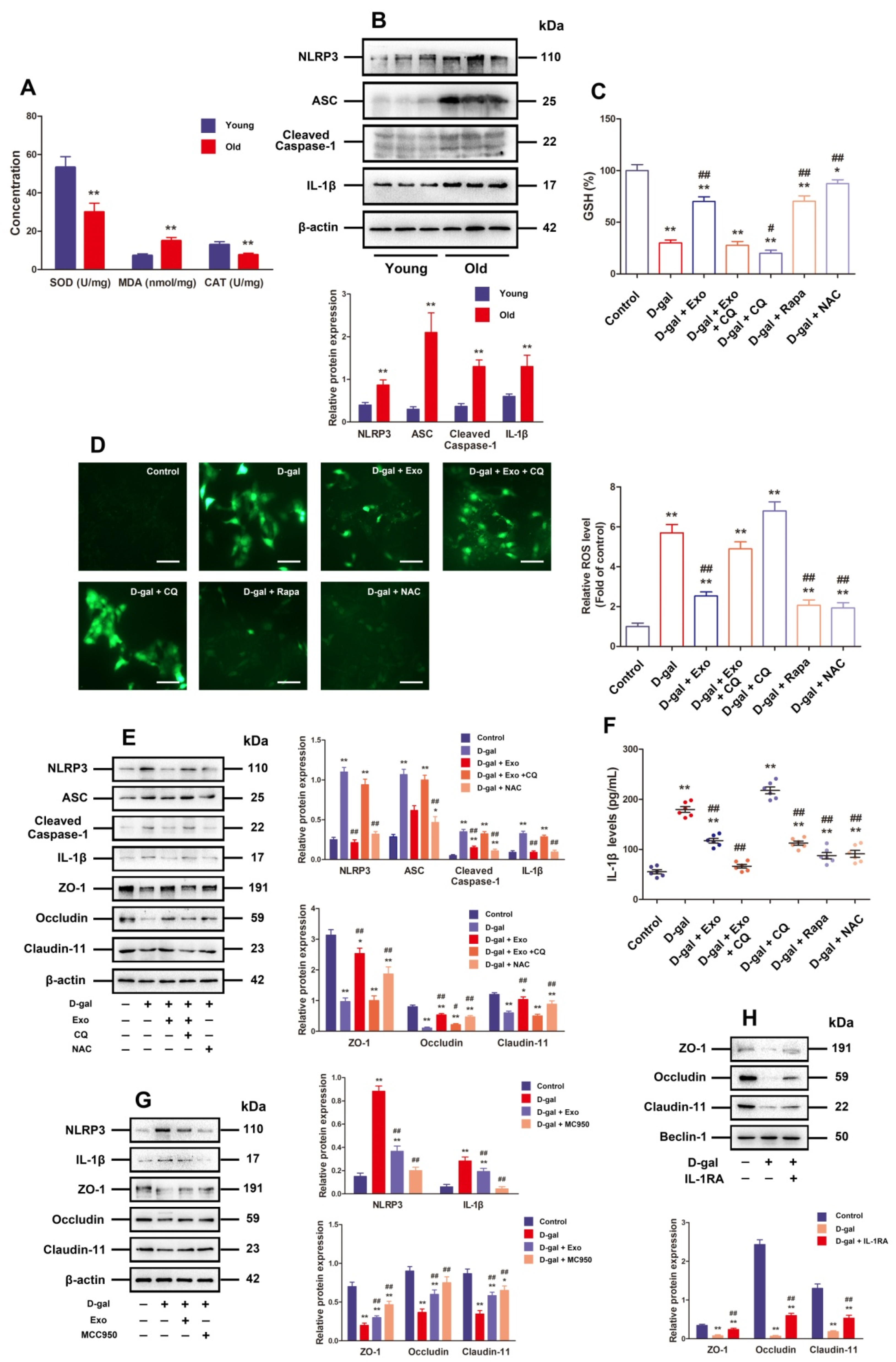 Antioxidants 13 00183 g004