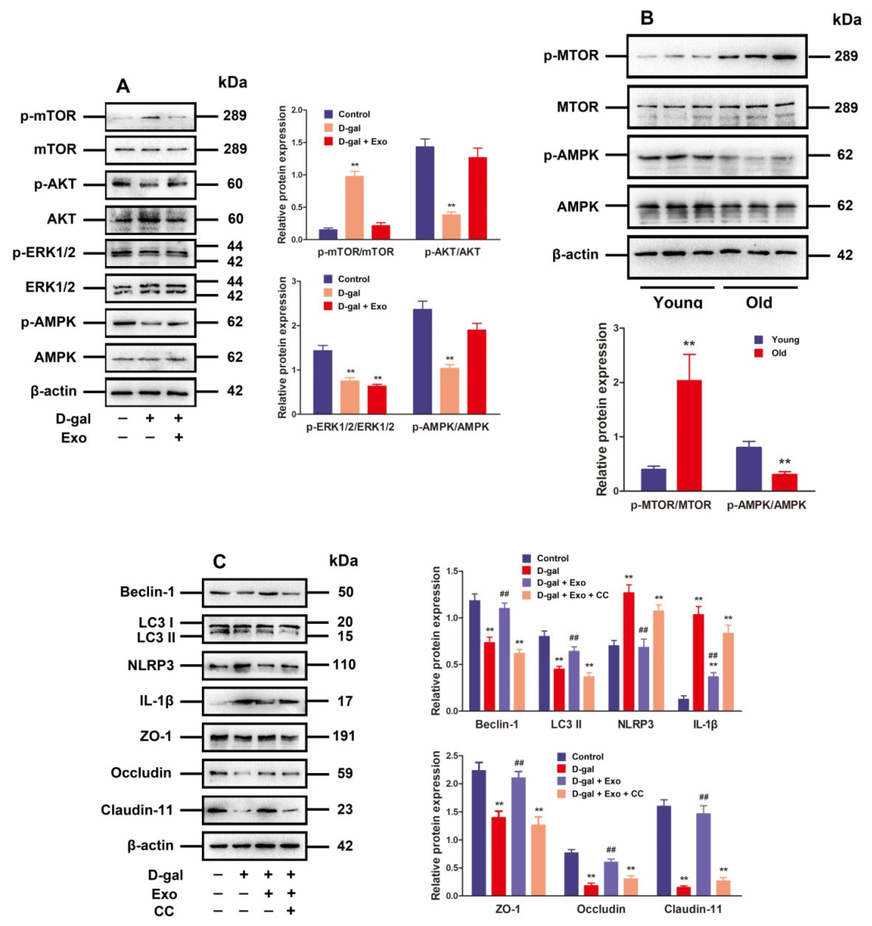 Antioxidants 13 00183 g005