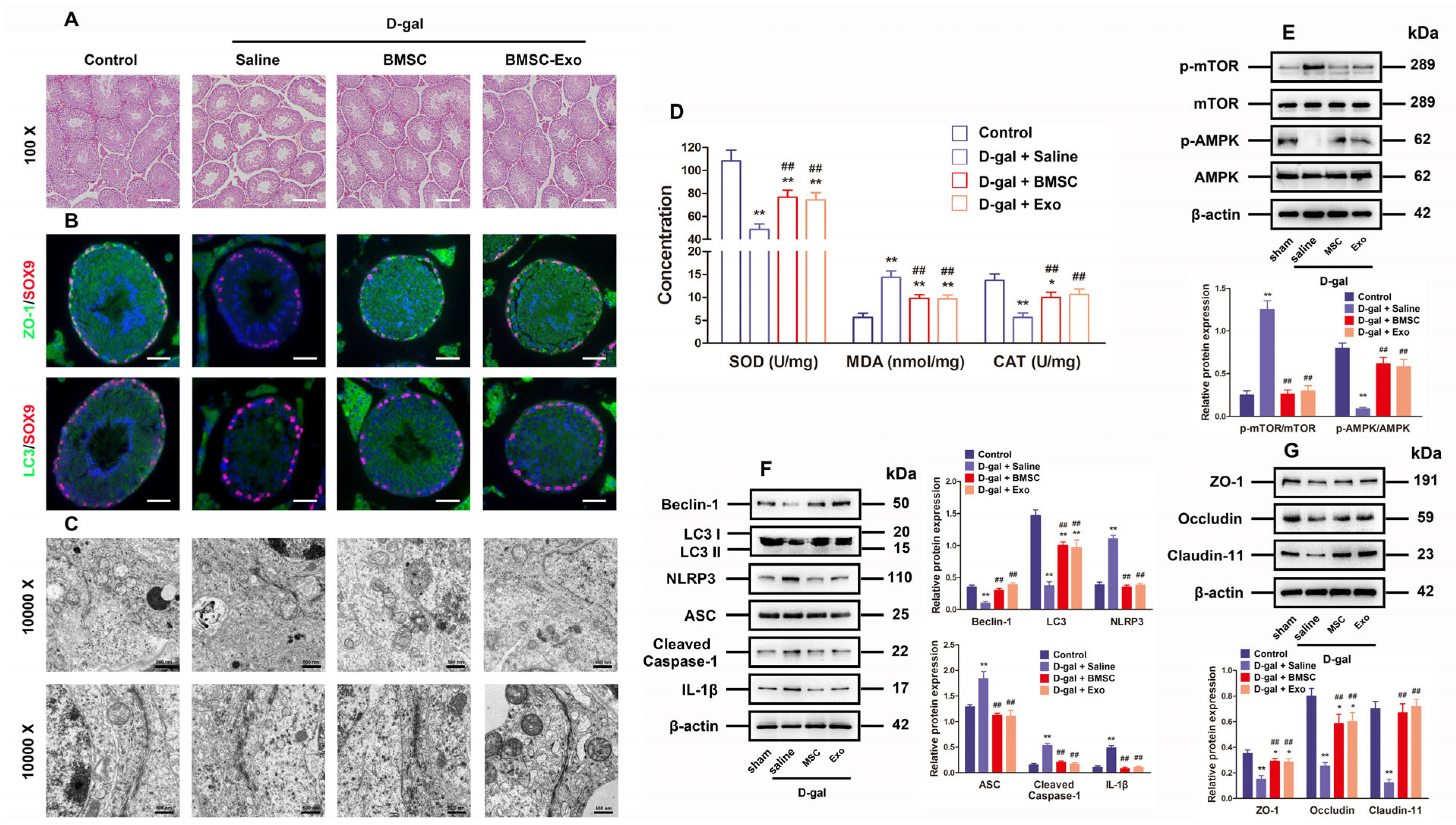 Antioxidants 13 00183 g006