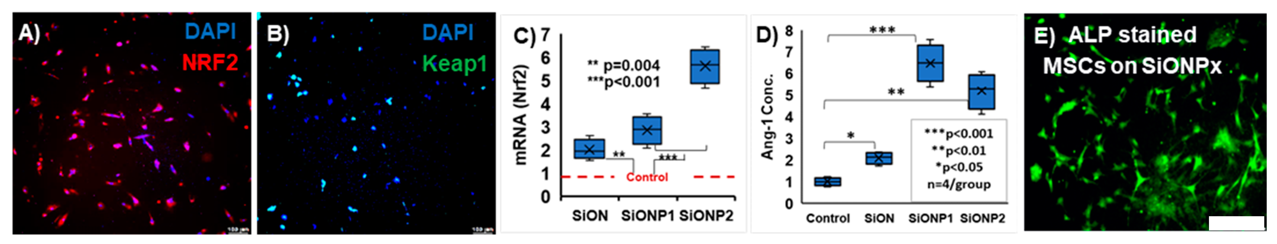 Antioxidants 13 00189 g014