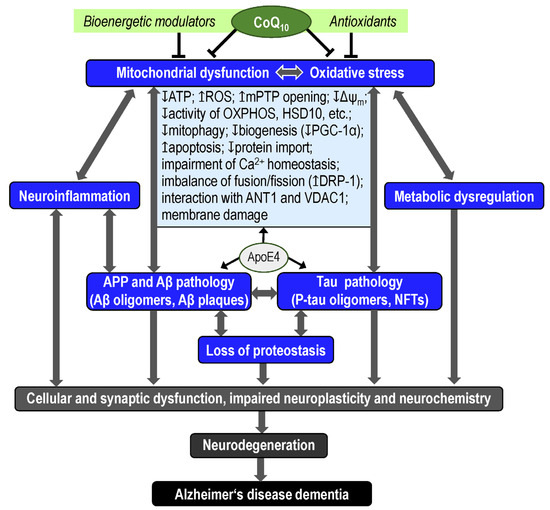 Antioxidants Free FullText CoQ10 and Mitochondrial Dysfunction in