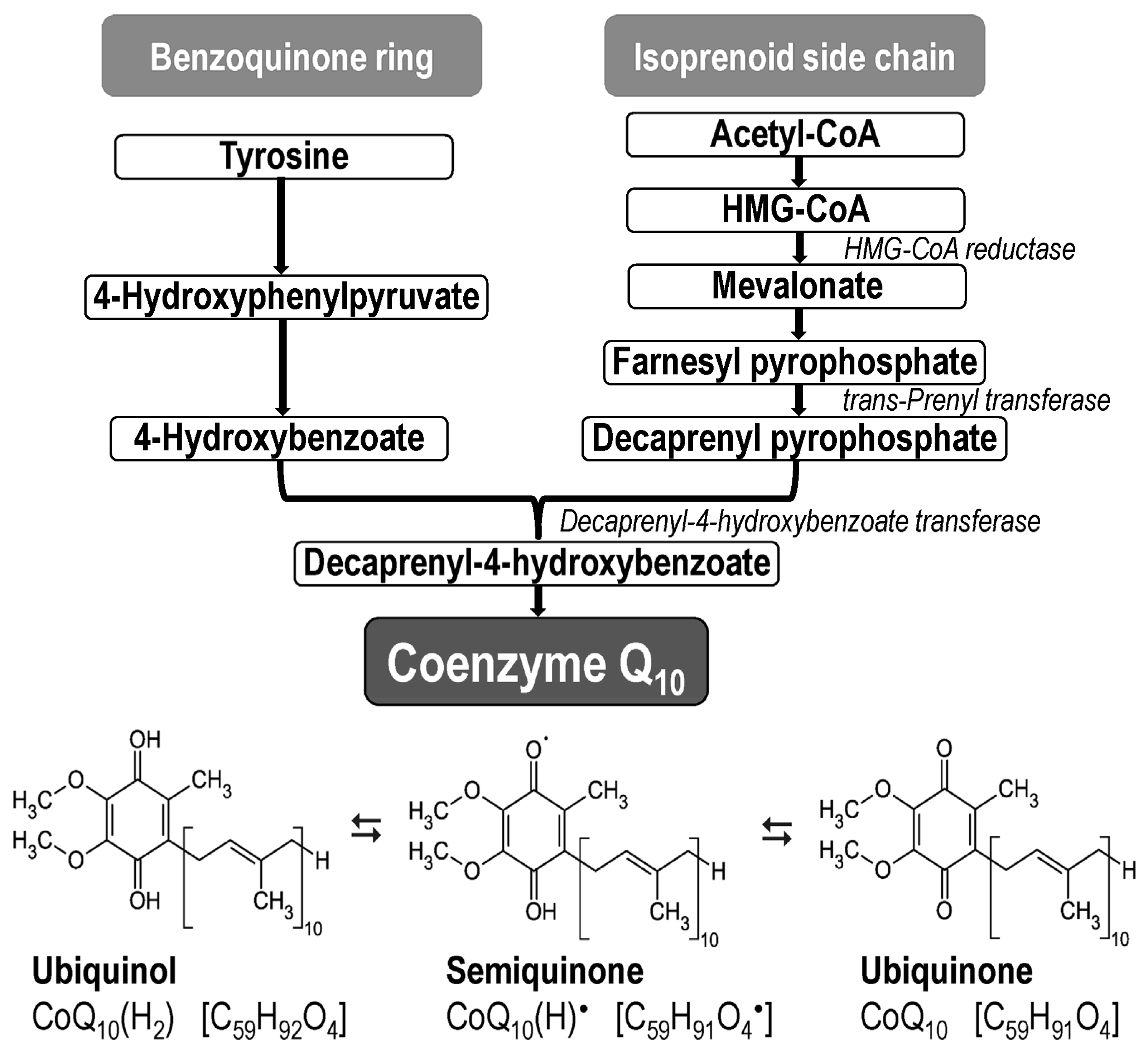 Antioxidants 13 00191 g003