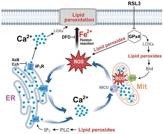 Hsp90 induces Acsl4-dependent glioma ferroptosis via