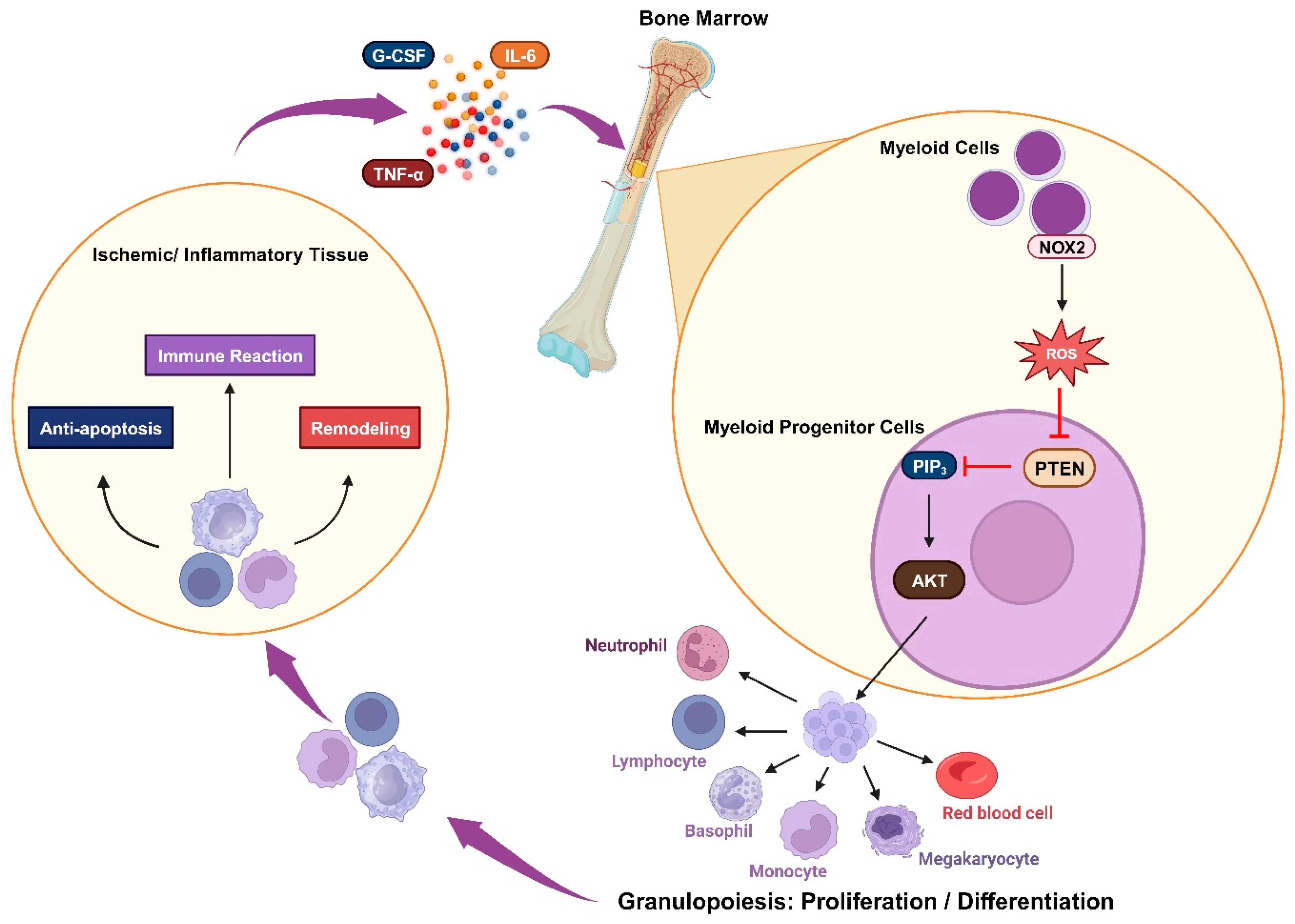 Antioxidants 13 00199 g003