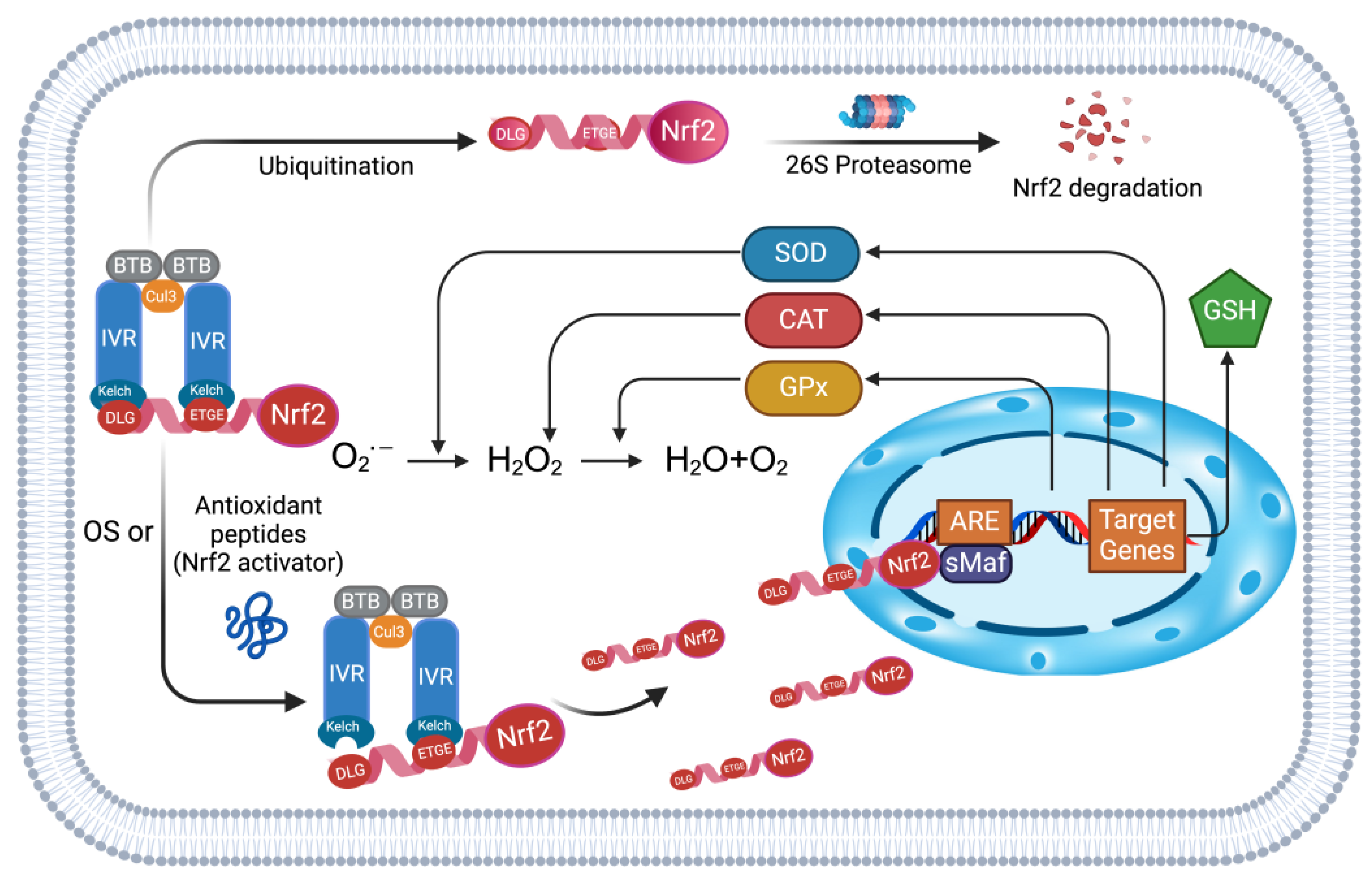 Antioxidants 13 00203 g001