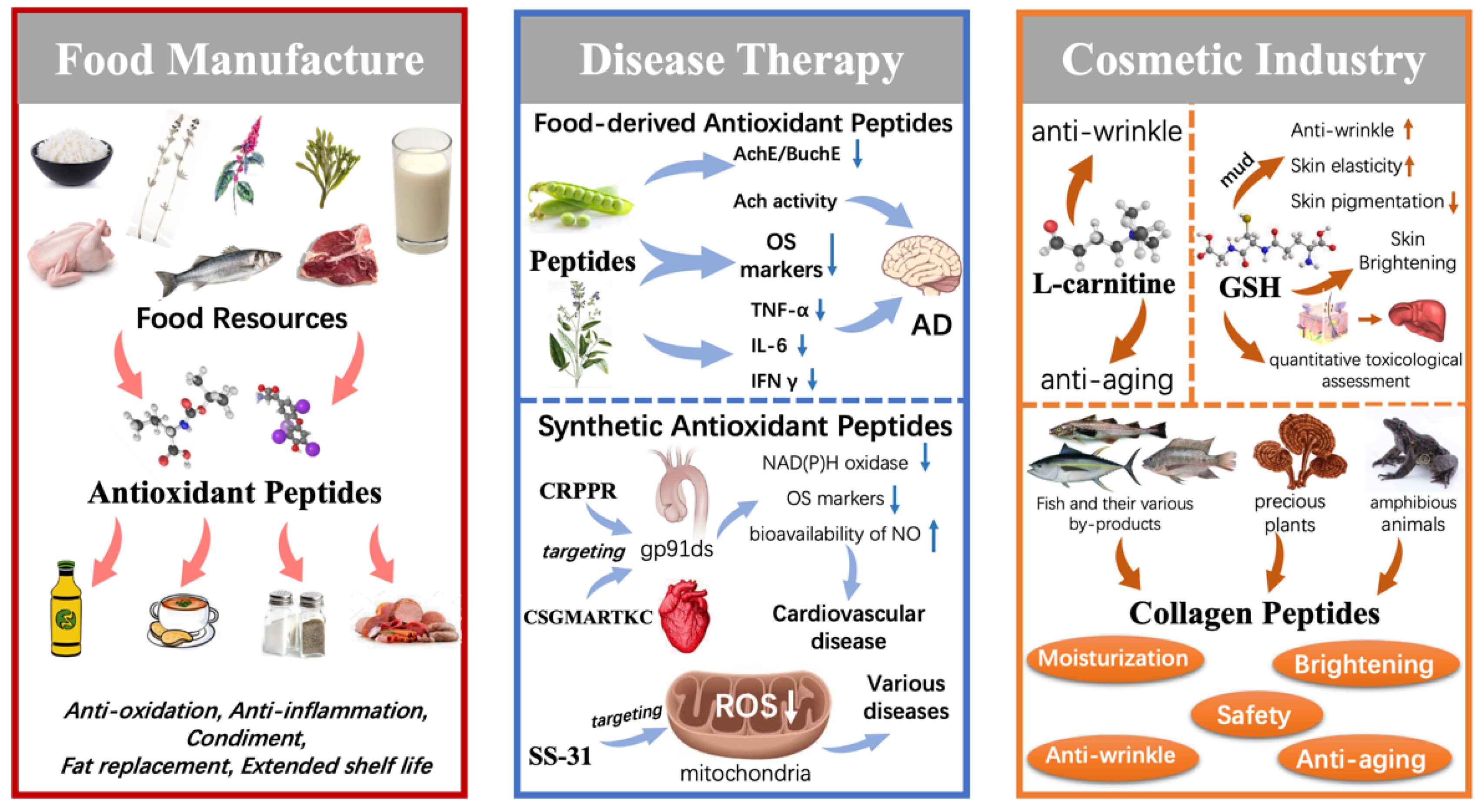 Antioxidants 13 00203 g007