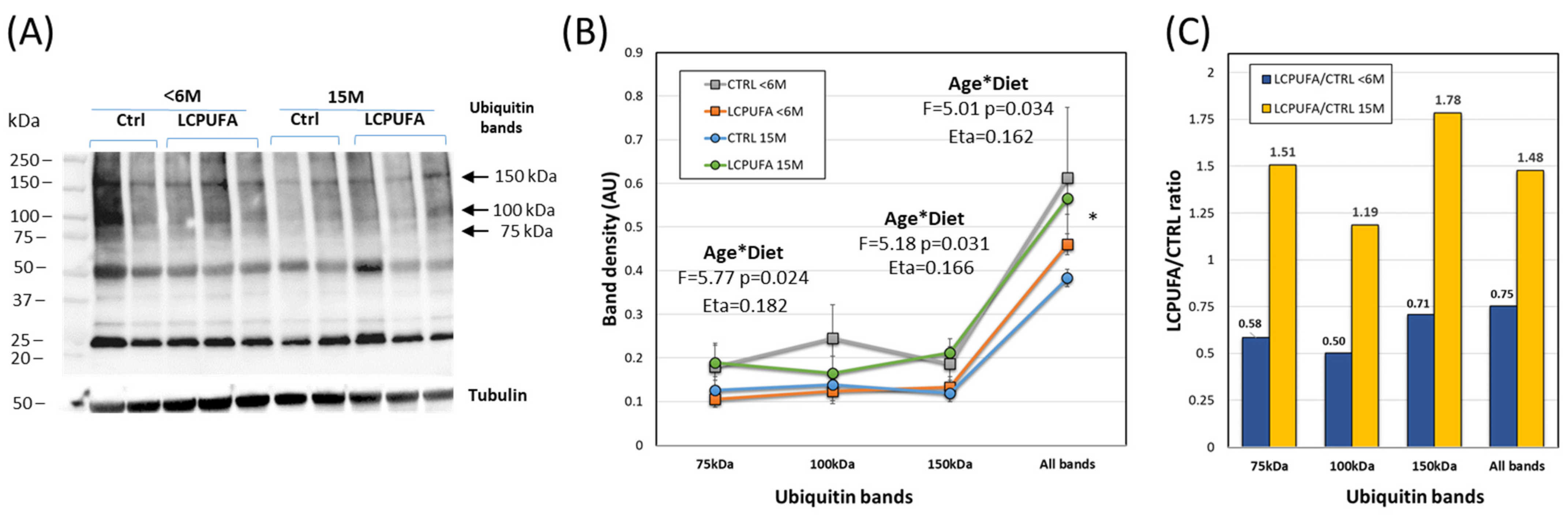Antioxidants 13 00206 g004