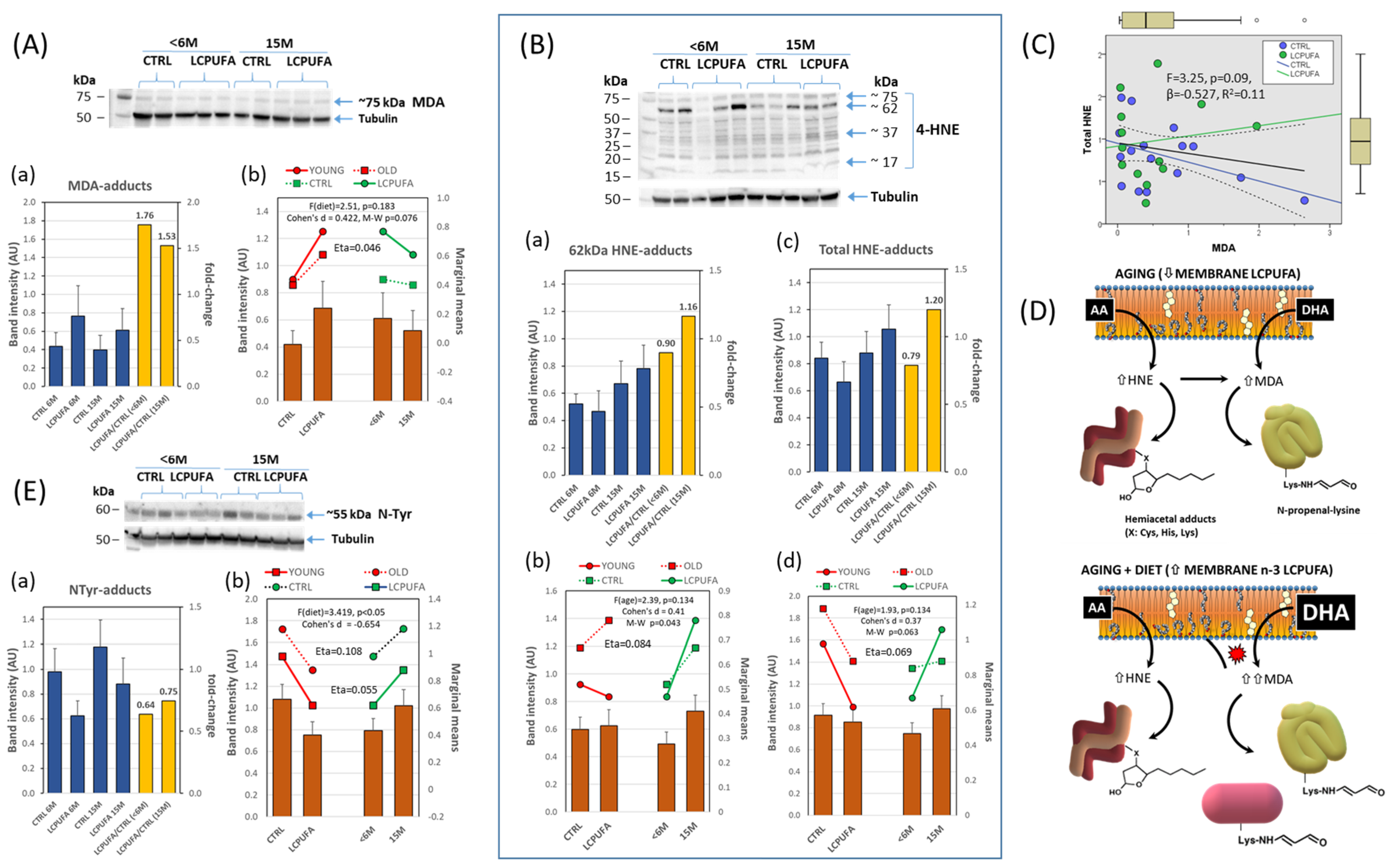 Antioxidants 13 00206 g005