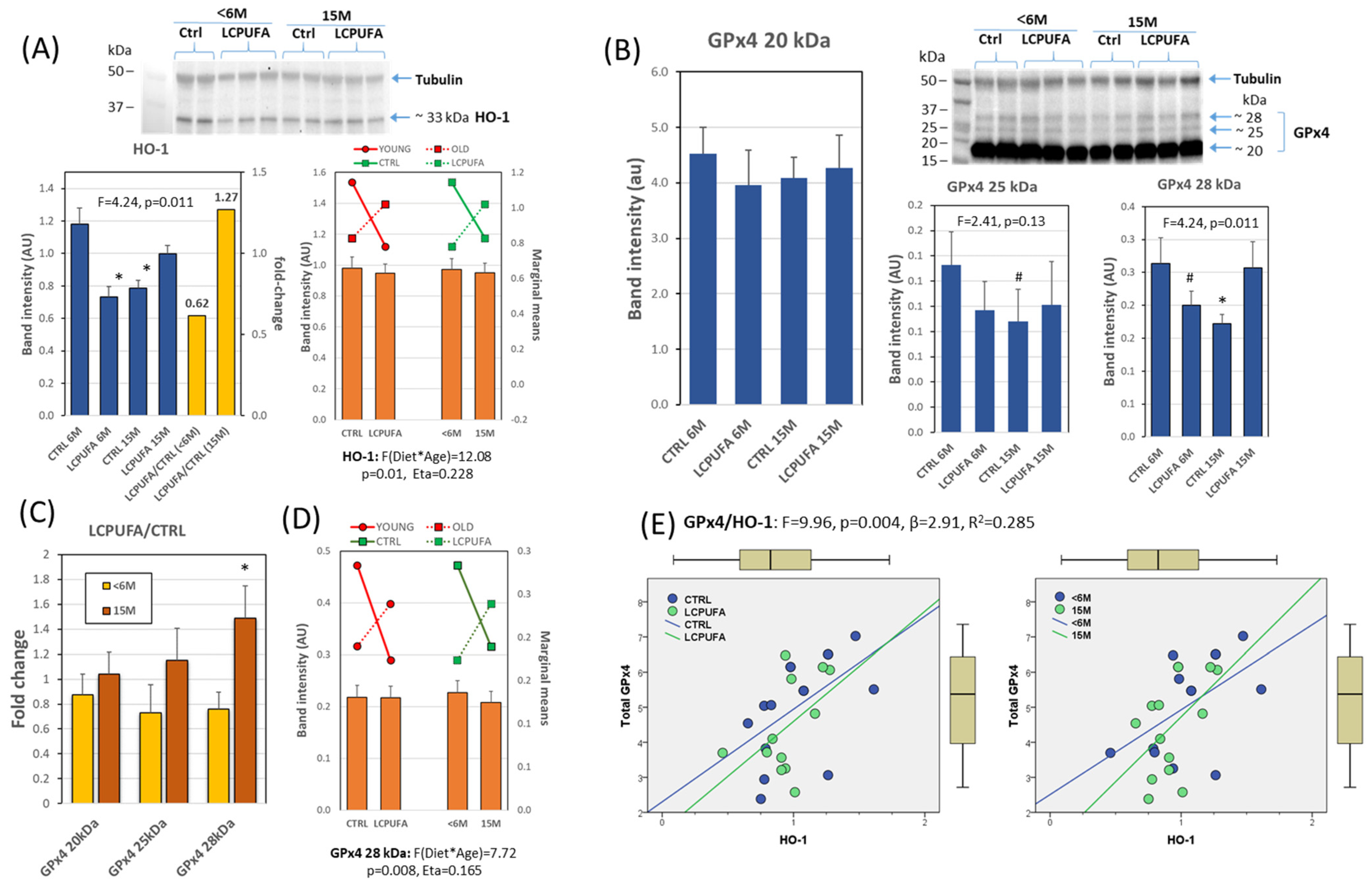 Antioxidants 13 00206 g006