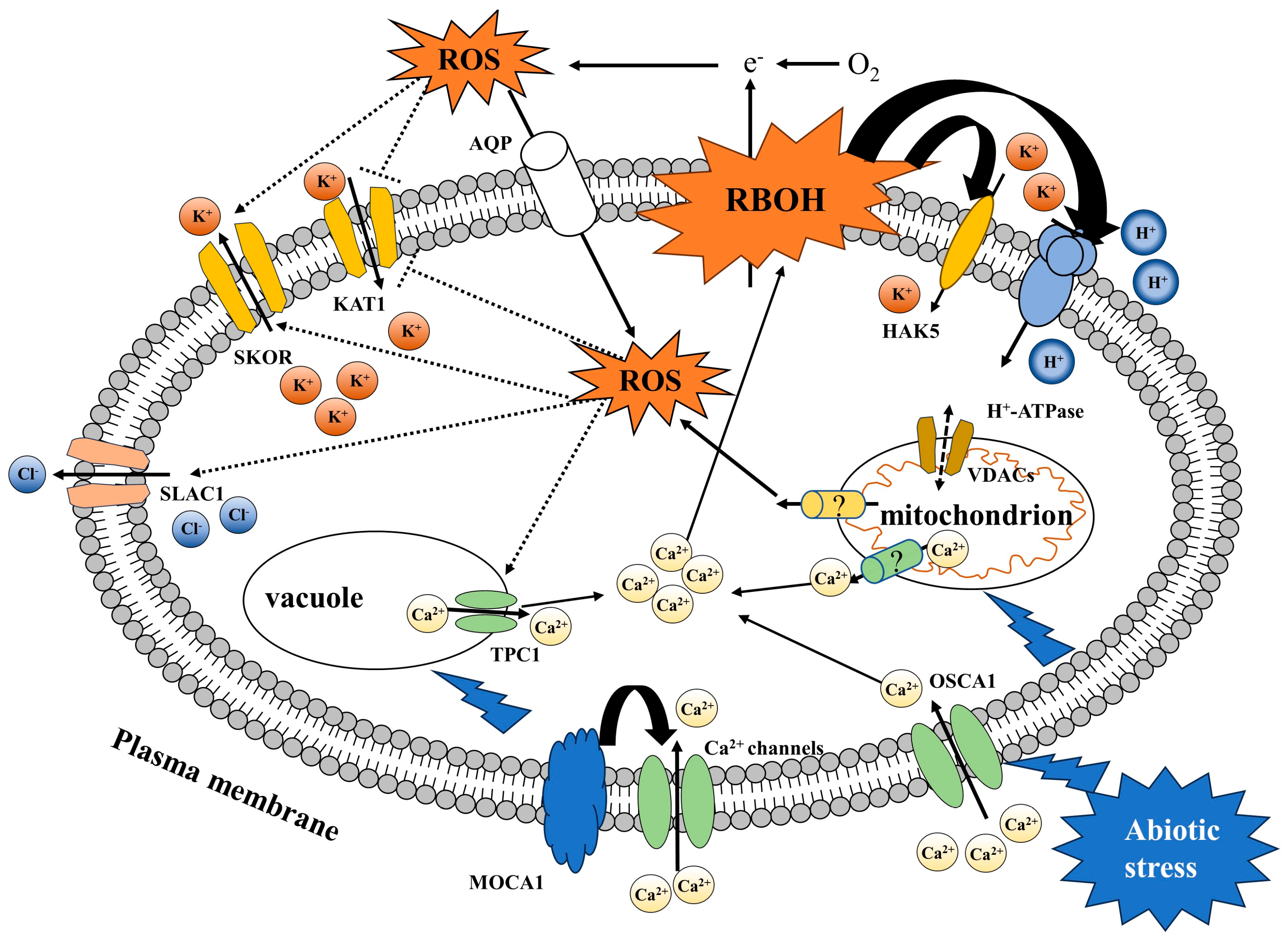 Antioxidants 13 00221 g003