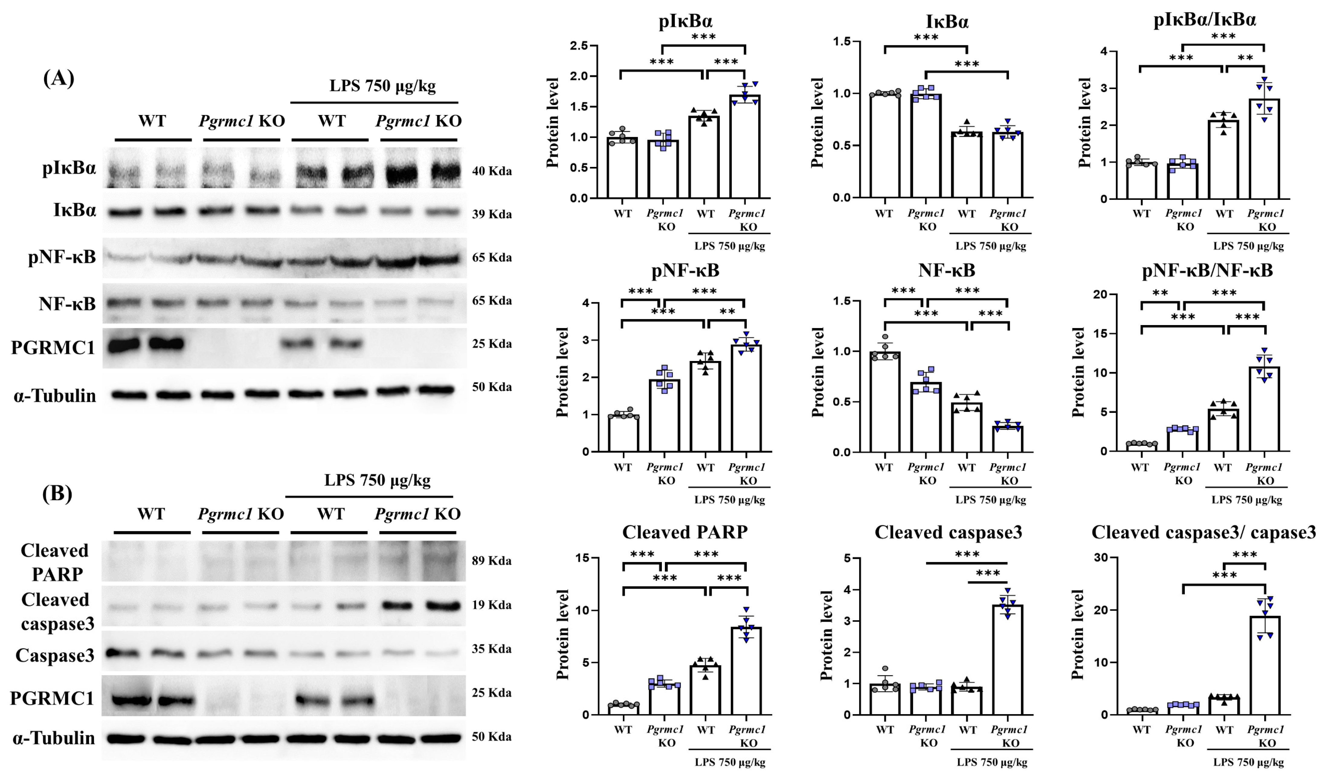 Antioxidants 13 00230 g002