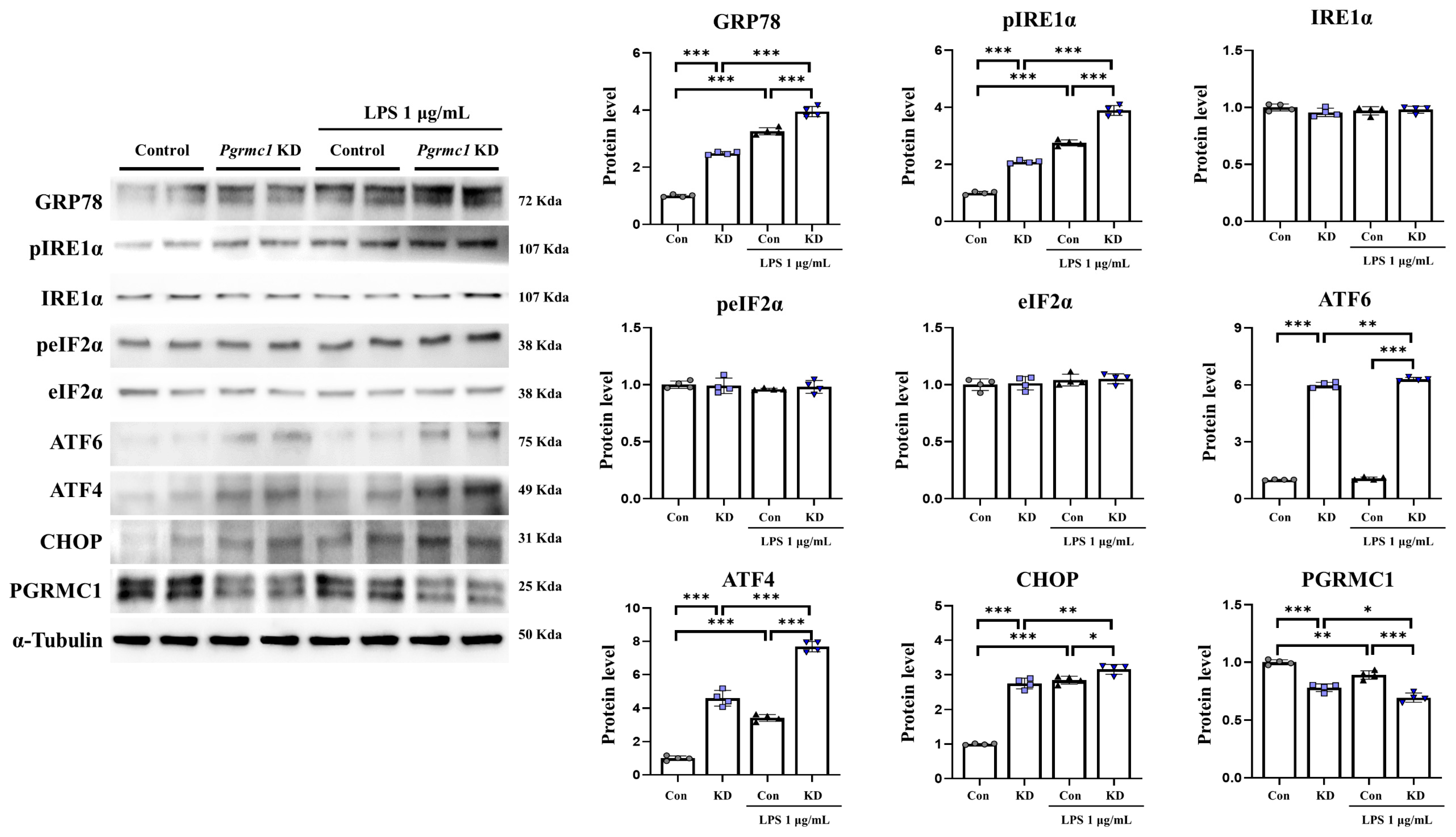 Antioxidants 13 00230 g005