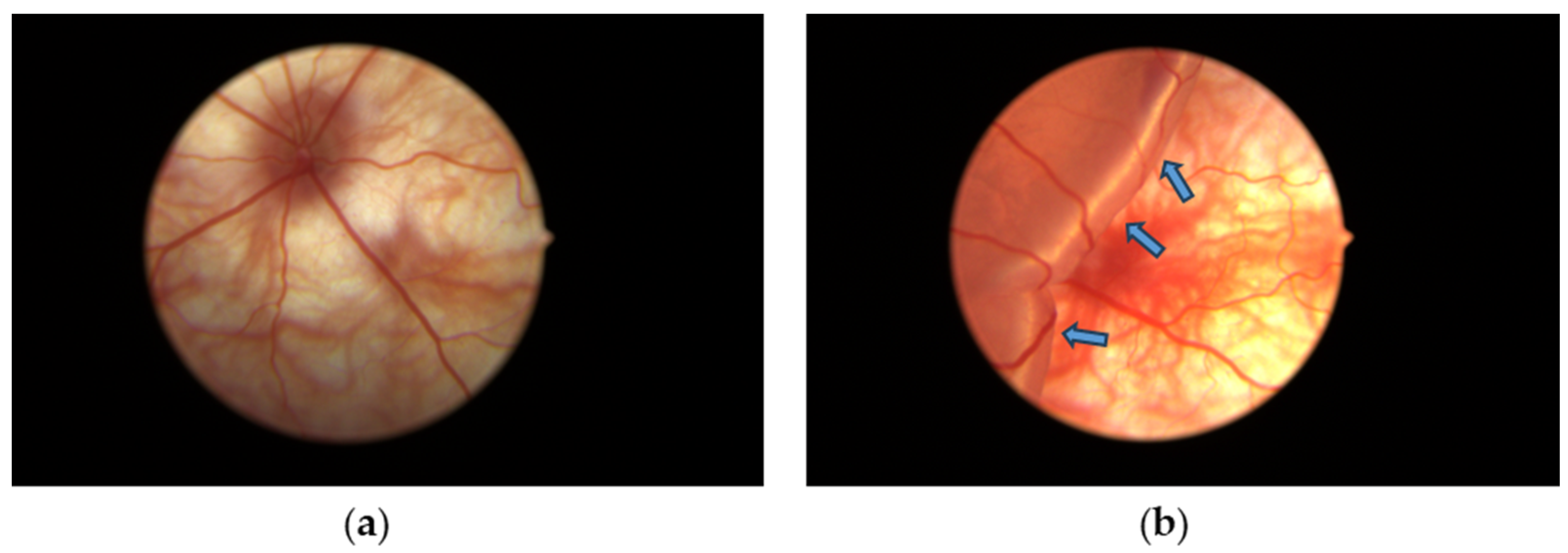 Antioxidants 13 00235 g002