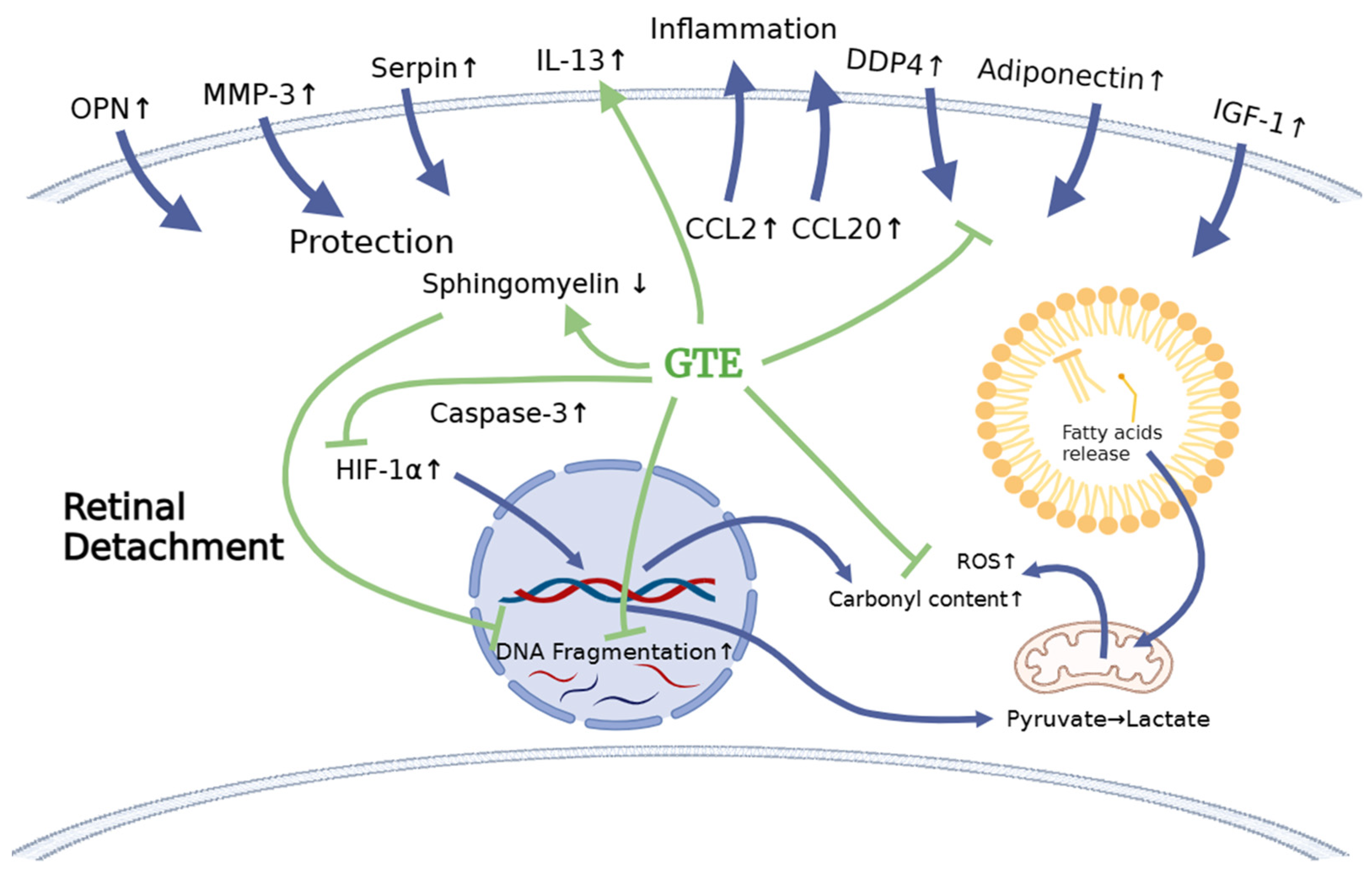 Antioxidants 13 00235 g010