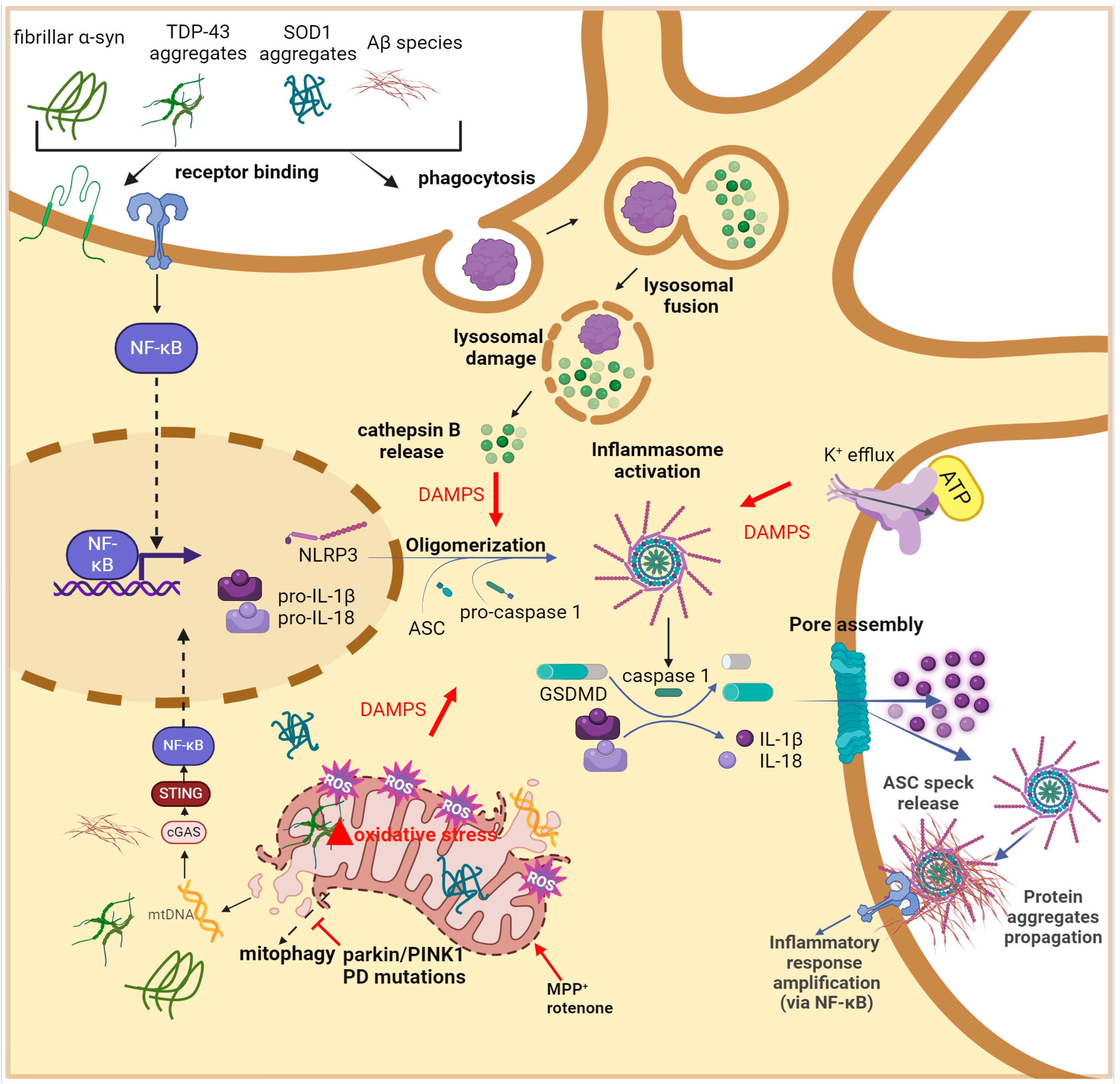 Antioxidants 13 00240 g003