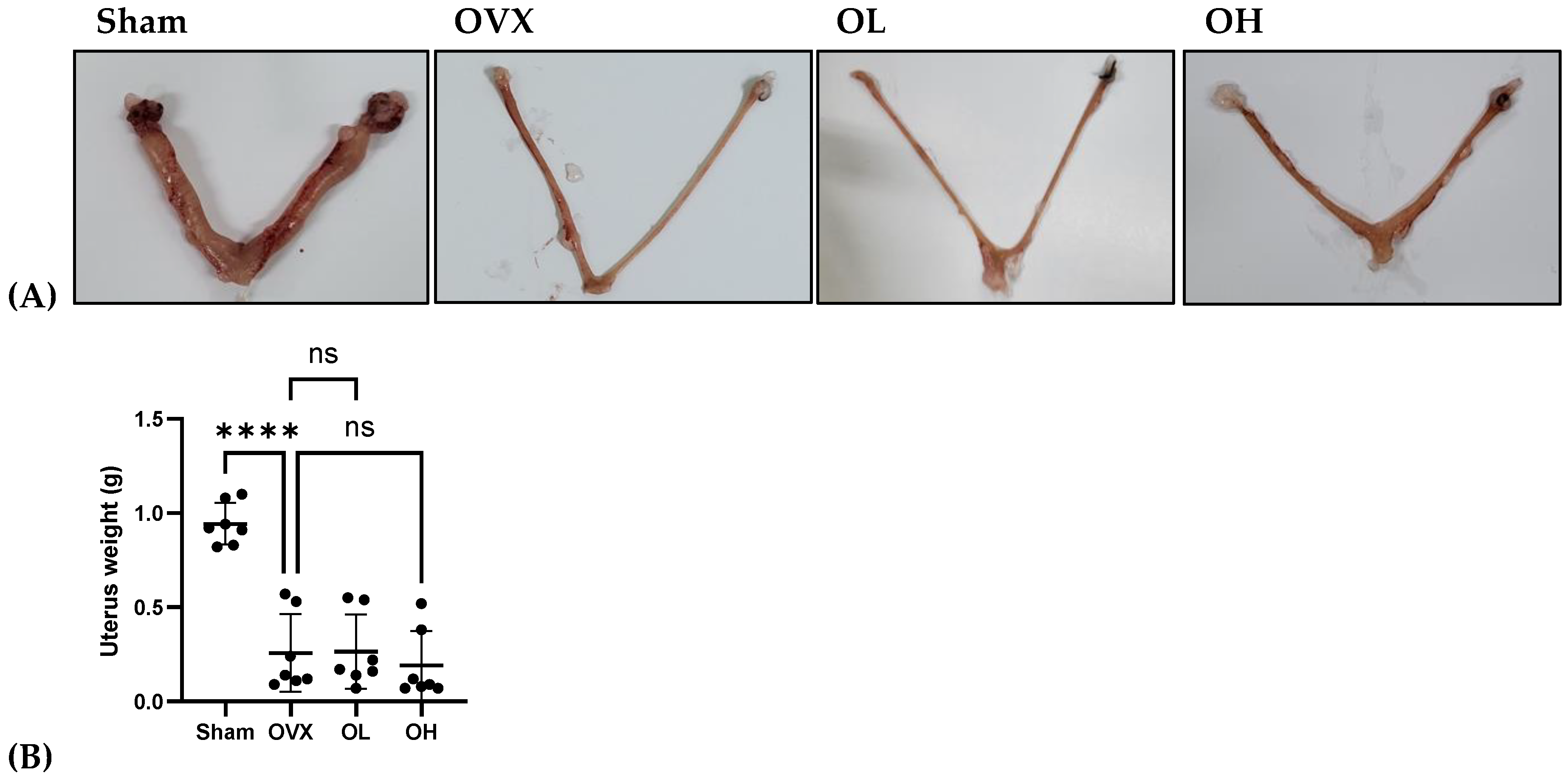 Antioxidants 13 00241 g012