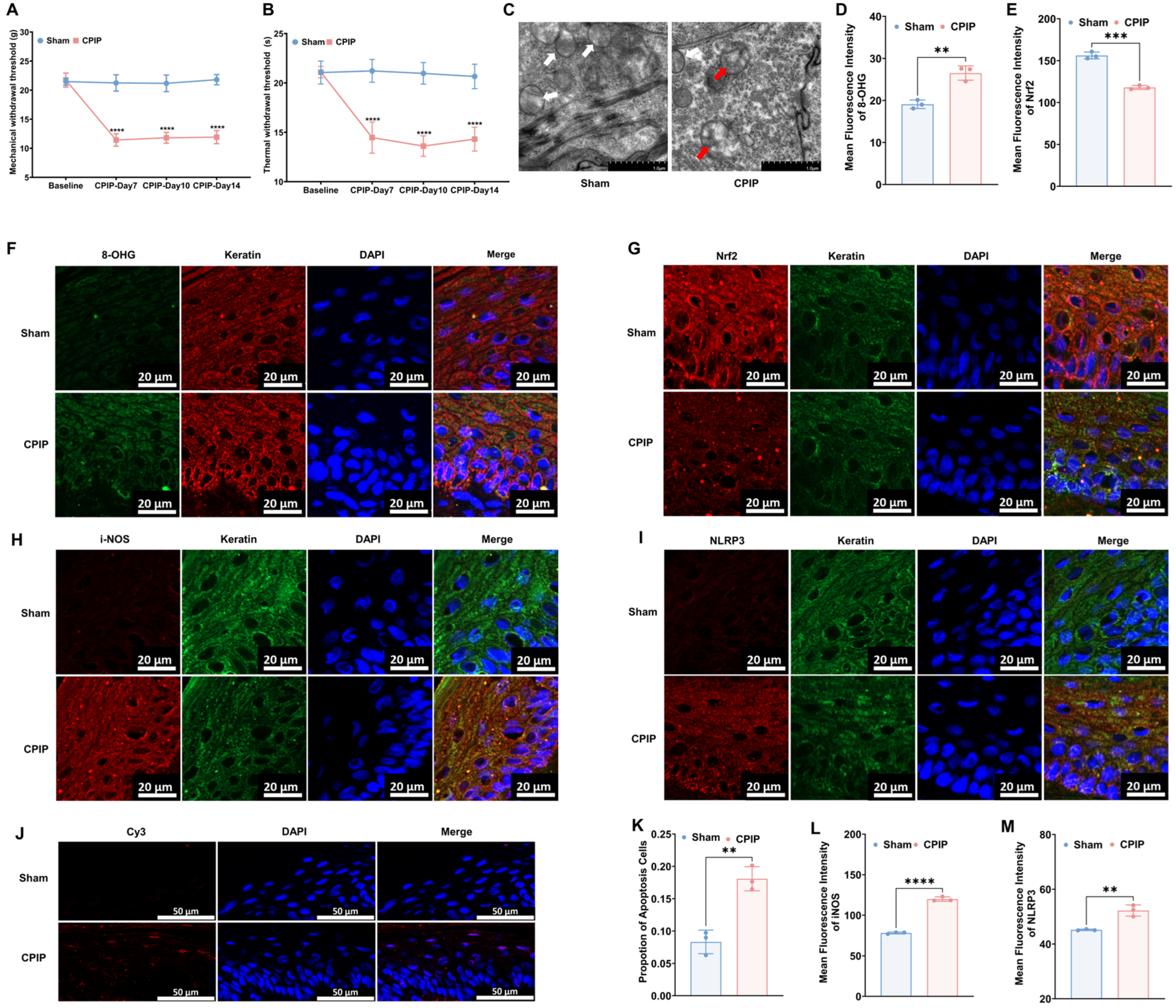 Antioxidants 13 00244 g001 Antioxidants 13 00244 g001