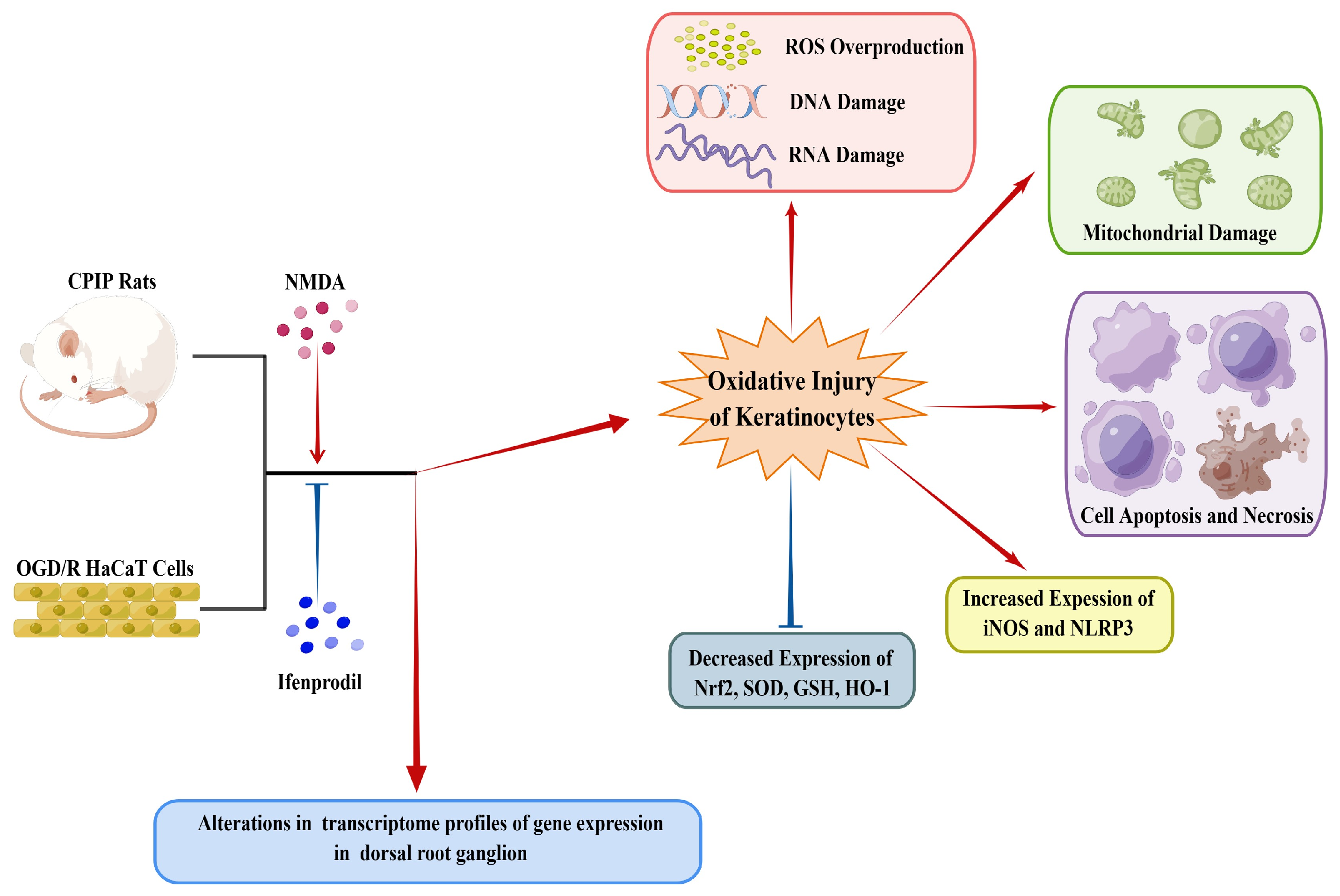 Antioxidants 13 00244 g010 Antioxidants 13 00244 g010