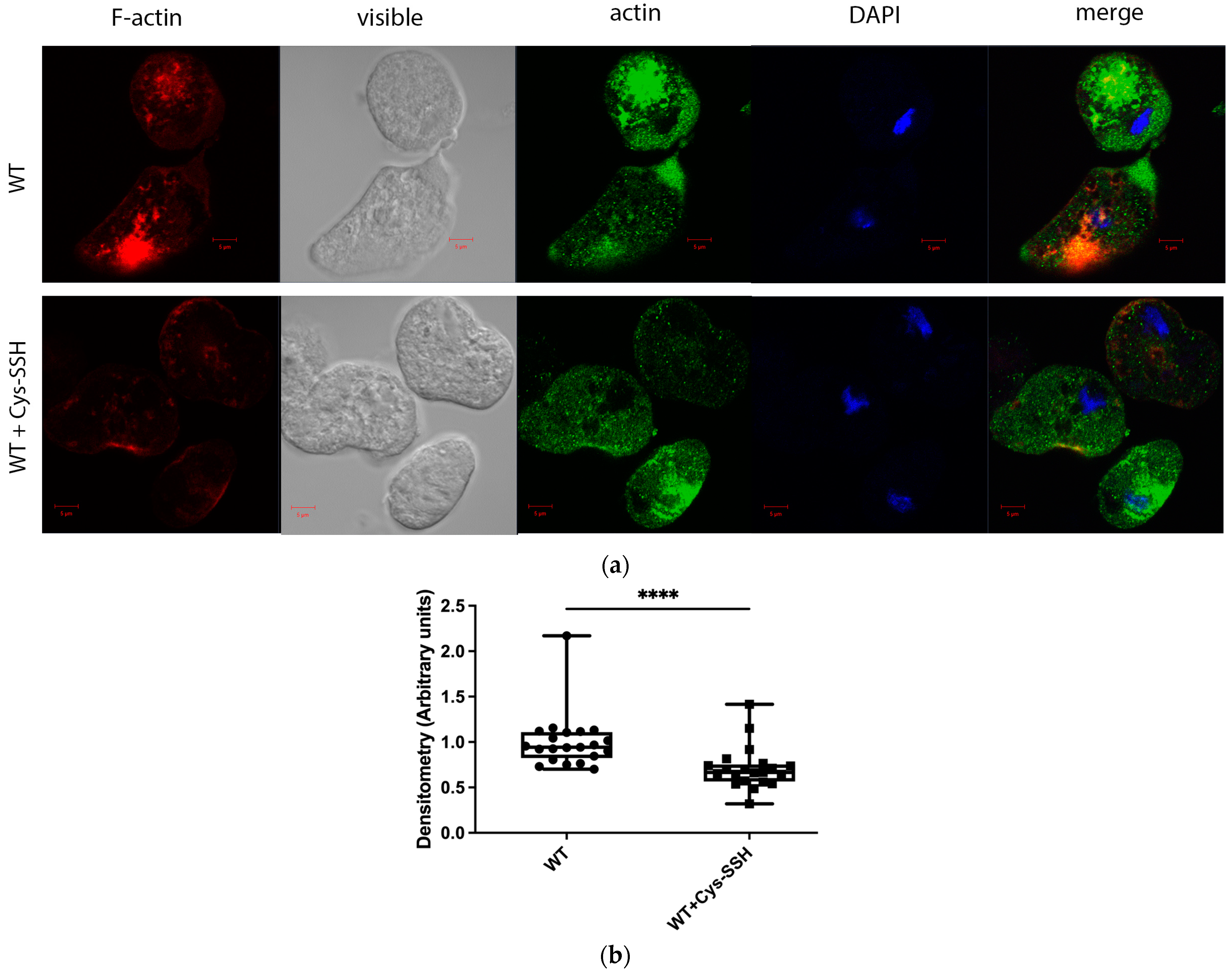 Antioxidants 13 00245 g004 Antioxidants 13 00245 g004