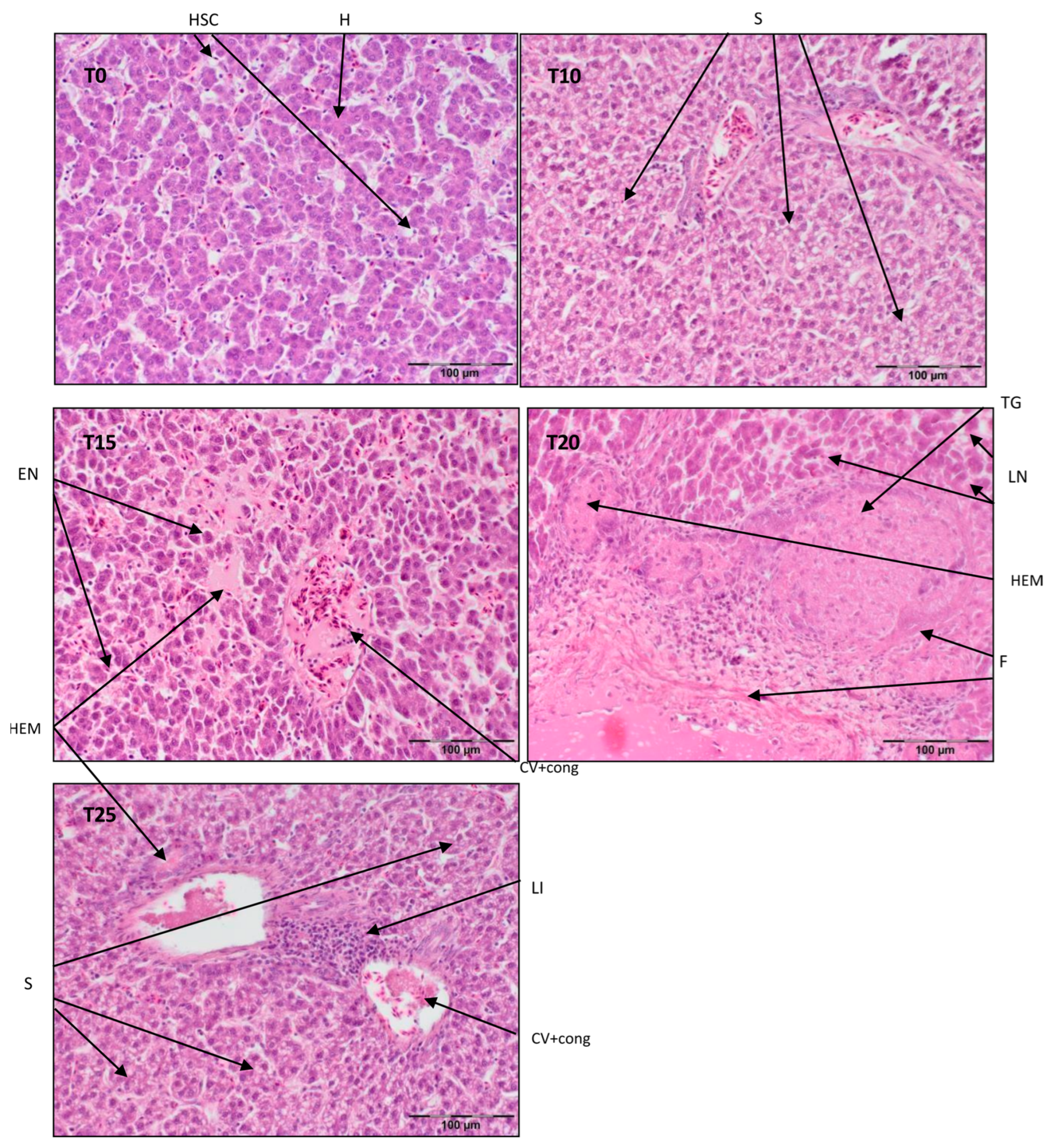 Antioxidants 13 00251 g003