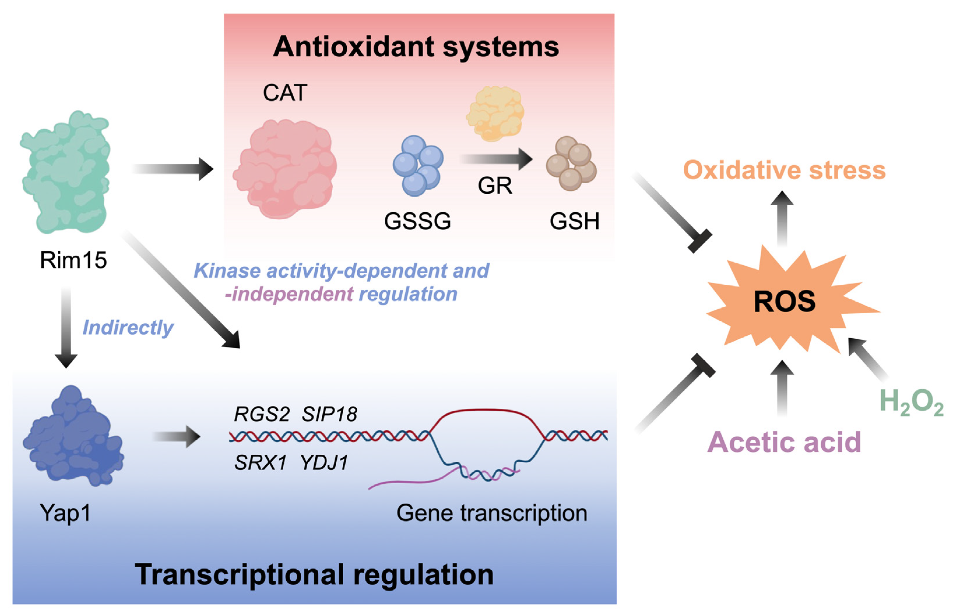 Antioxidants 13 00260 g007