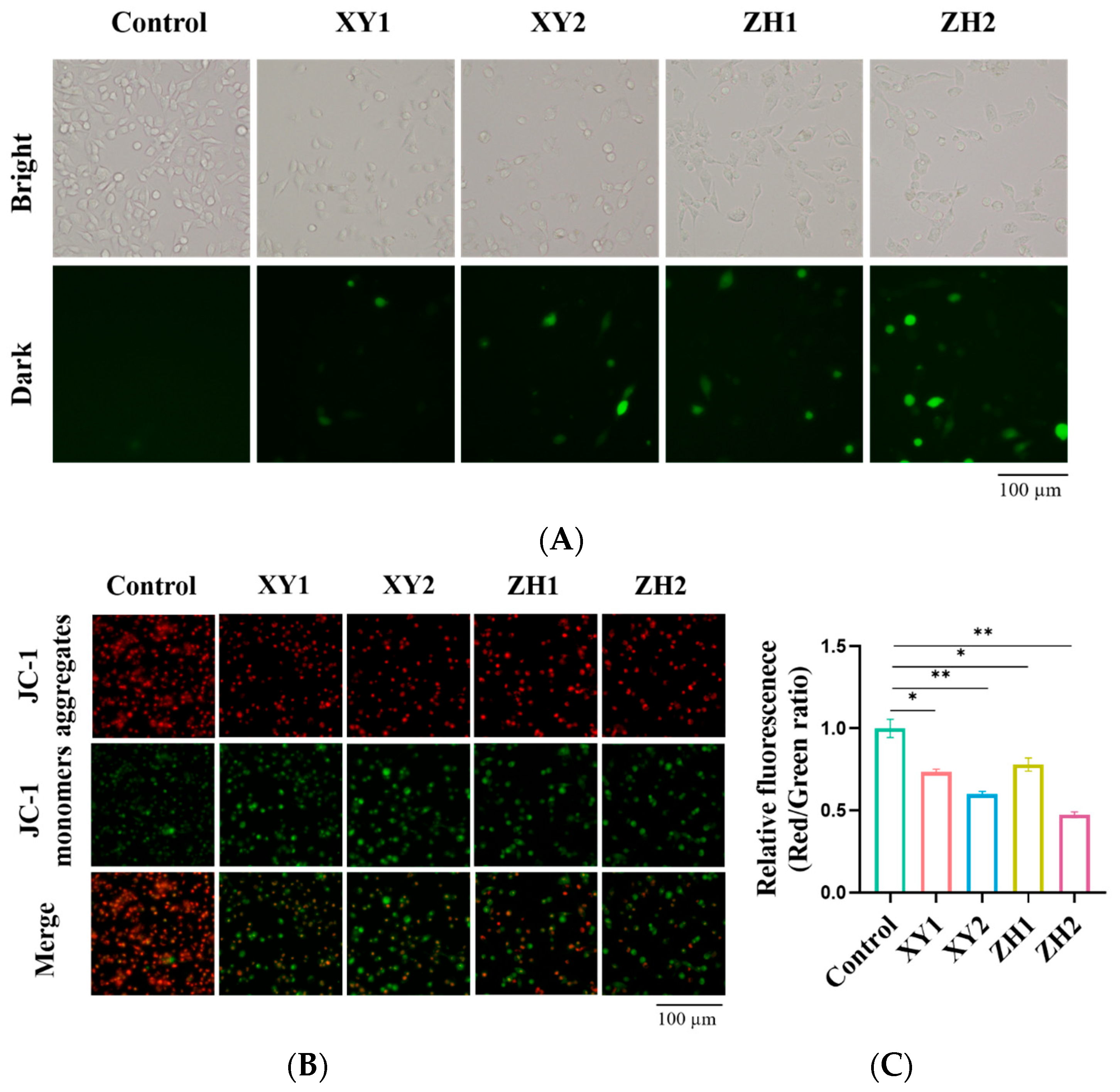 Antioxidants 13 00264 g005 Antioxidants 13 00264 g005