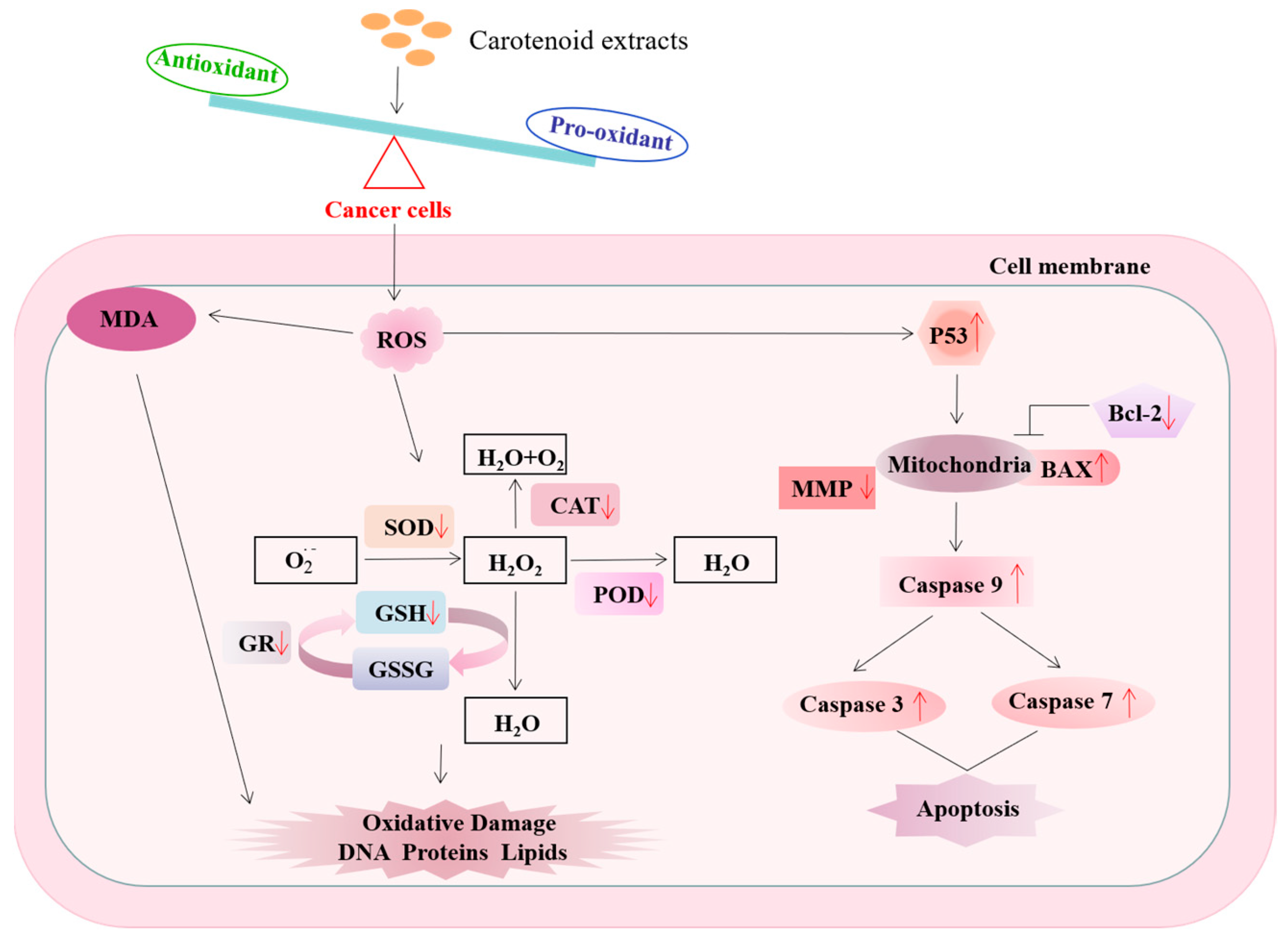 Antioxidants 13 00264 g009 Antioxidants 13 00264 g009