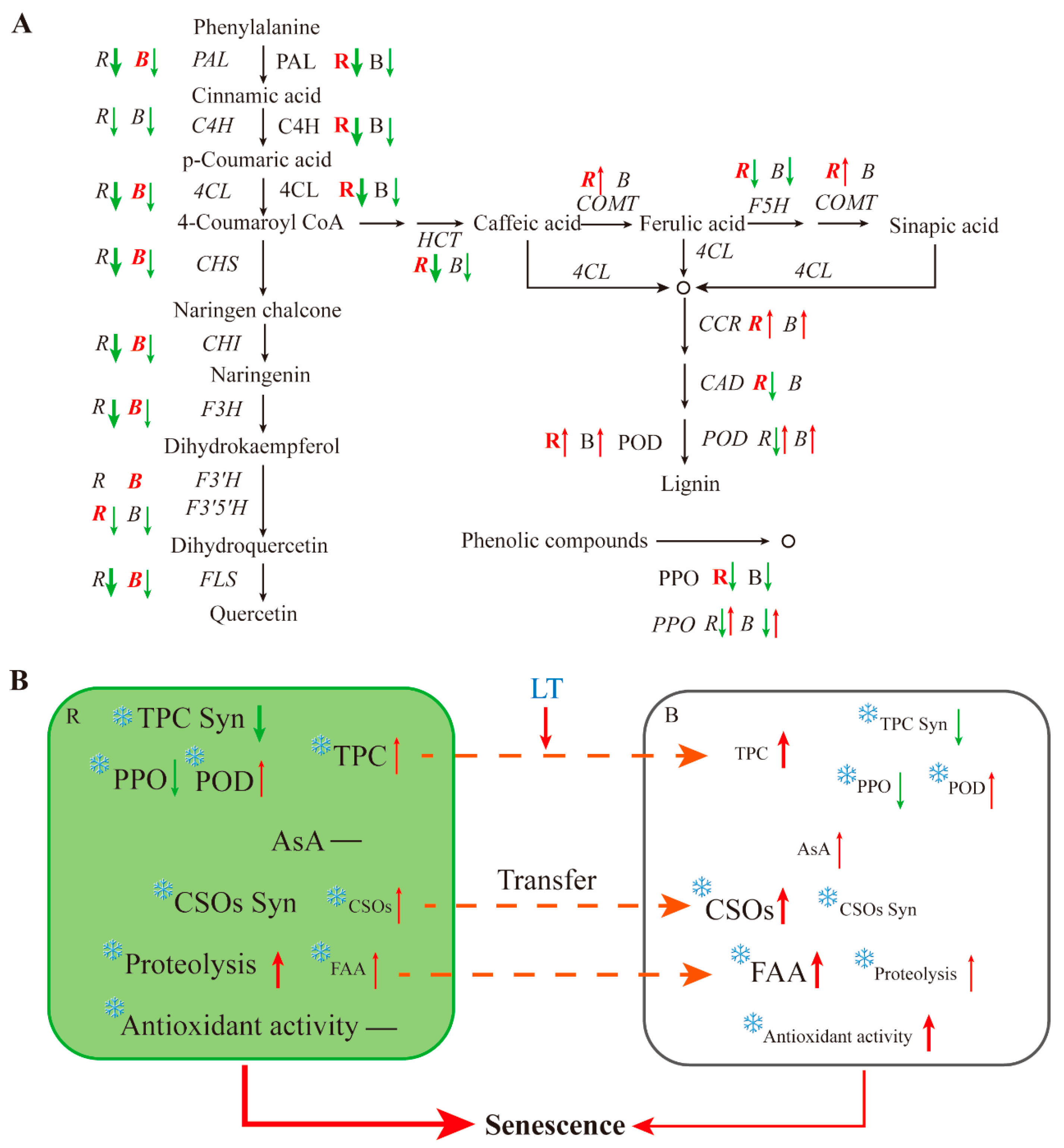 Antioxidants 13 00279 g008
