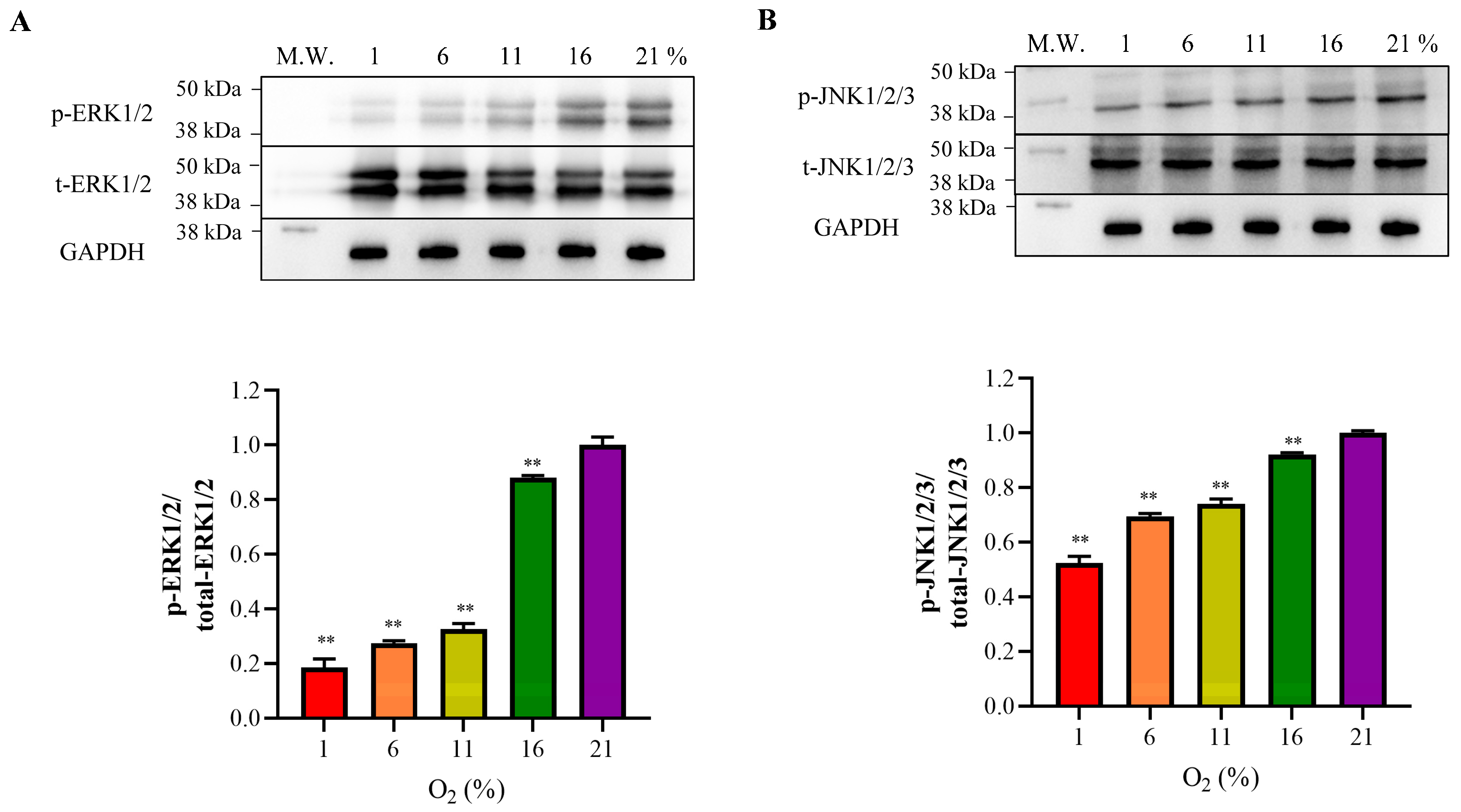 Antioxidants 13 00288 g008