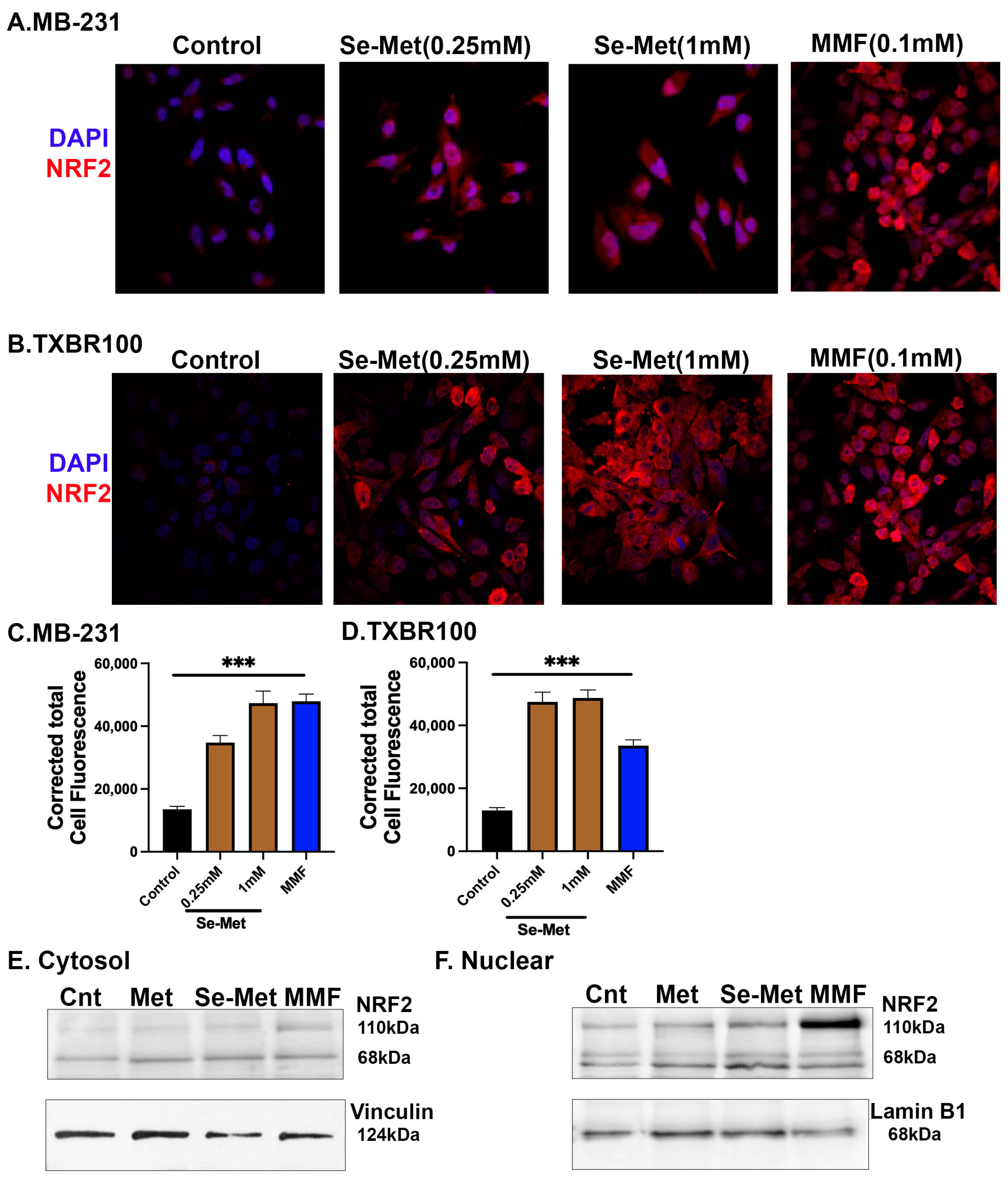 Antioxidants 13 00291 g002