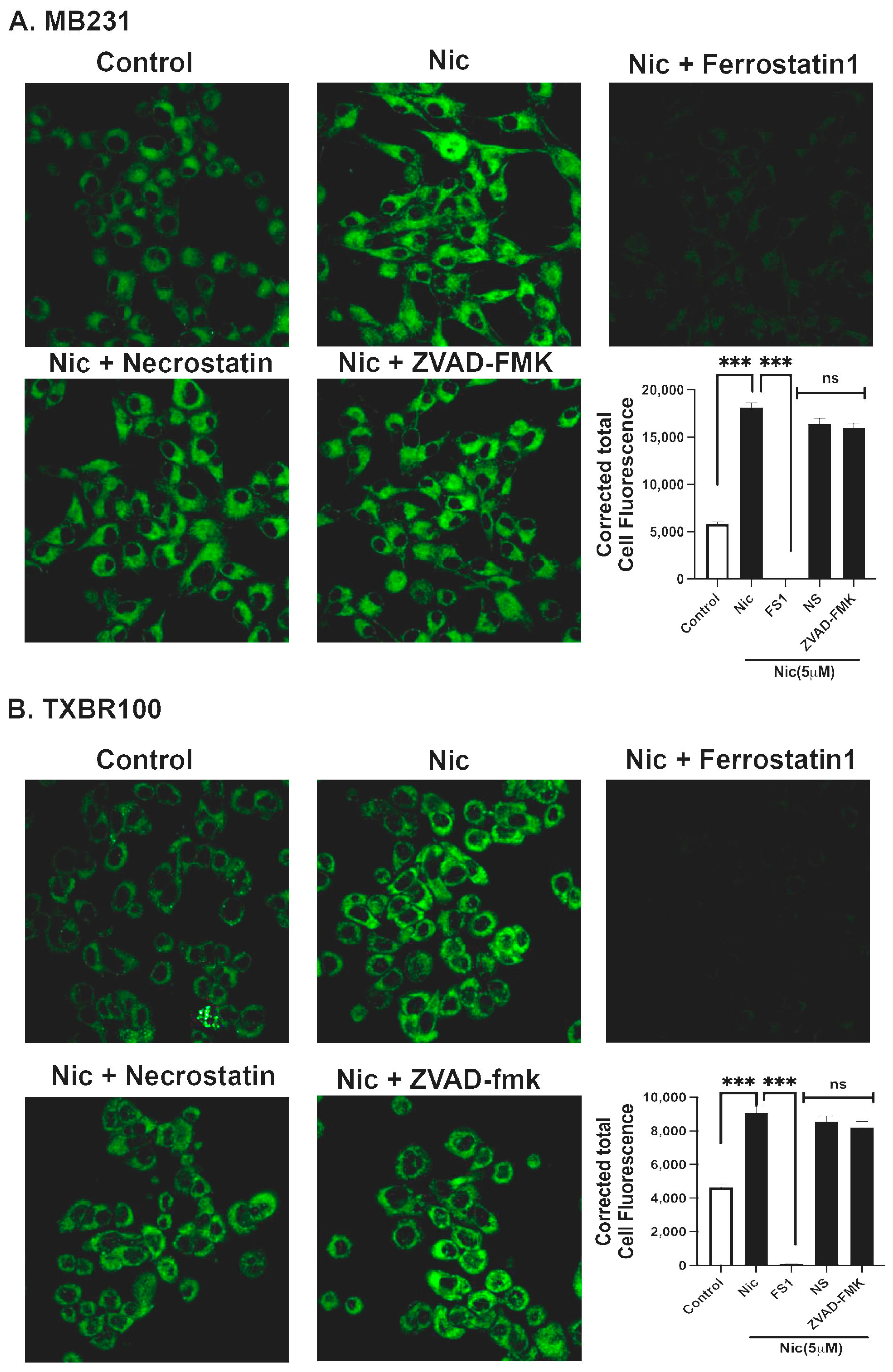 Antioxidants 13 00291 g006