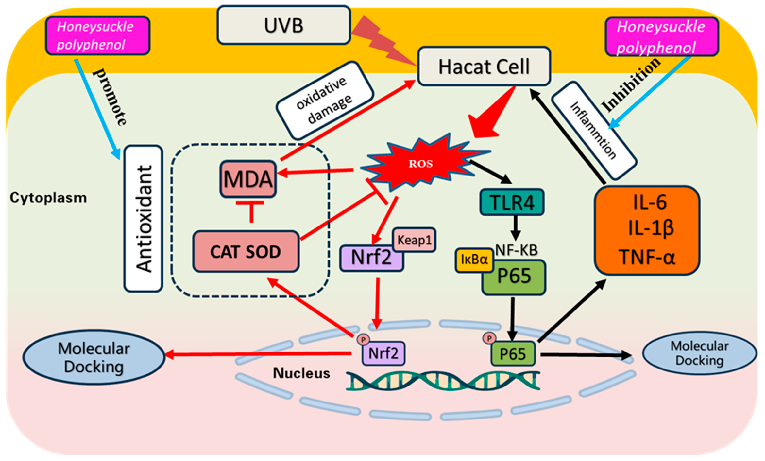 Antioxidants 13 00294 g013